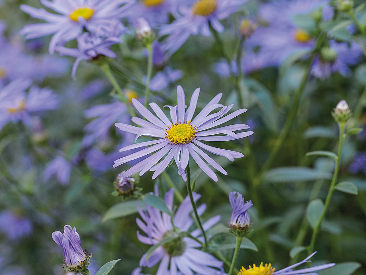 Purple flowers; Aster x frikartii 'Mönch'