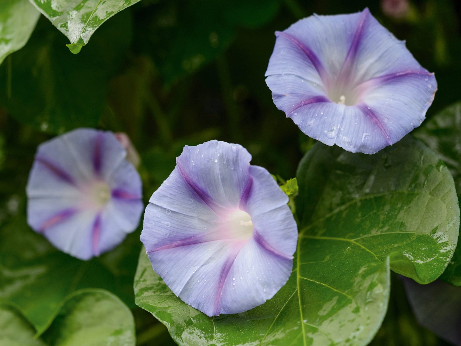 Purple flowers; Ipomoea 'Caprice'