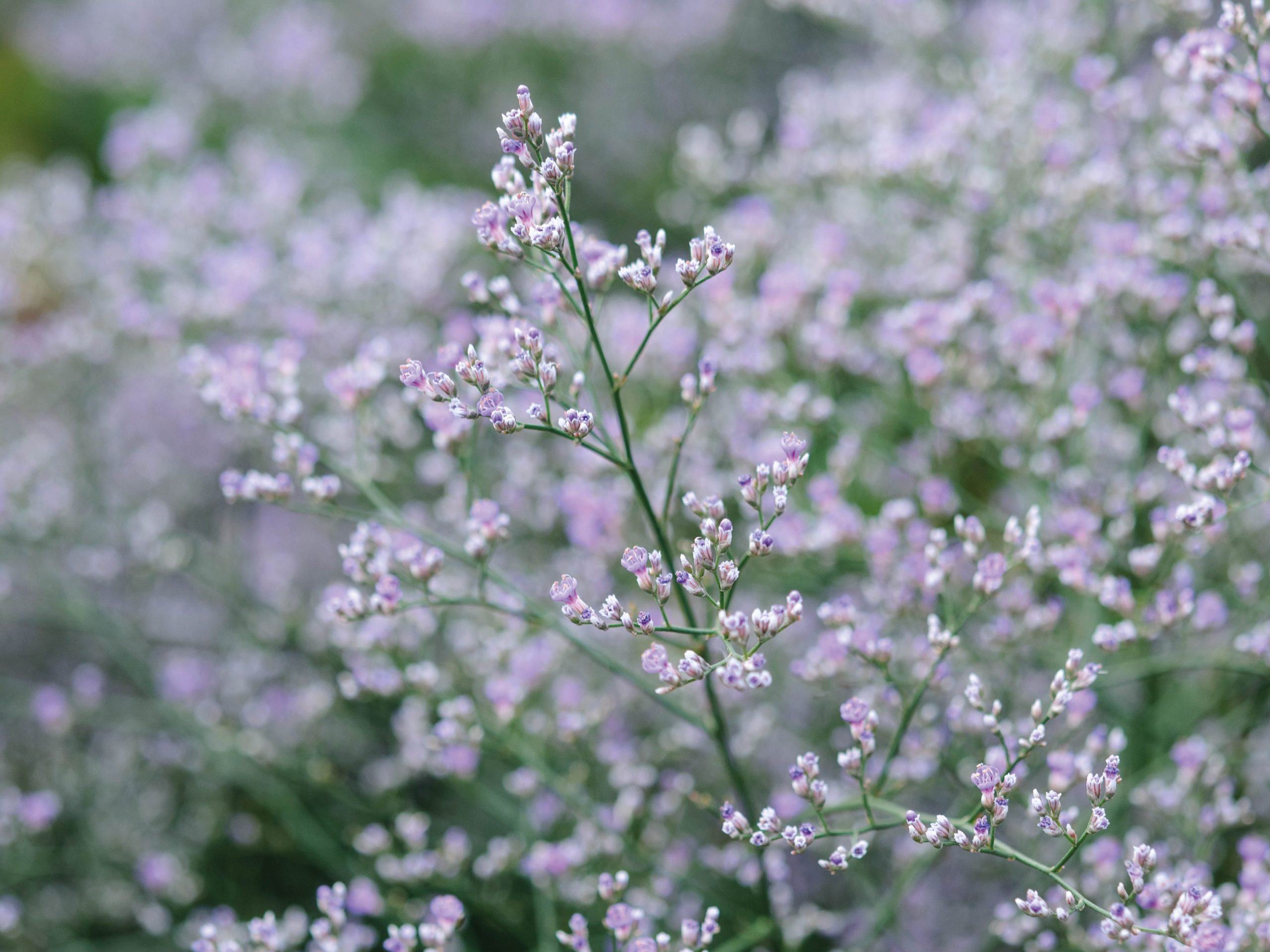 Purple flowers; Limonium platyphyllum