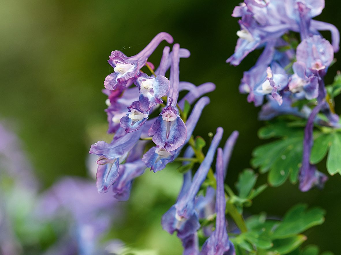 Purple flower; Corydalis 'Korn's Purple'