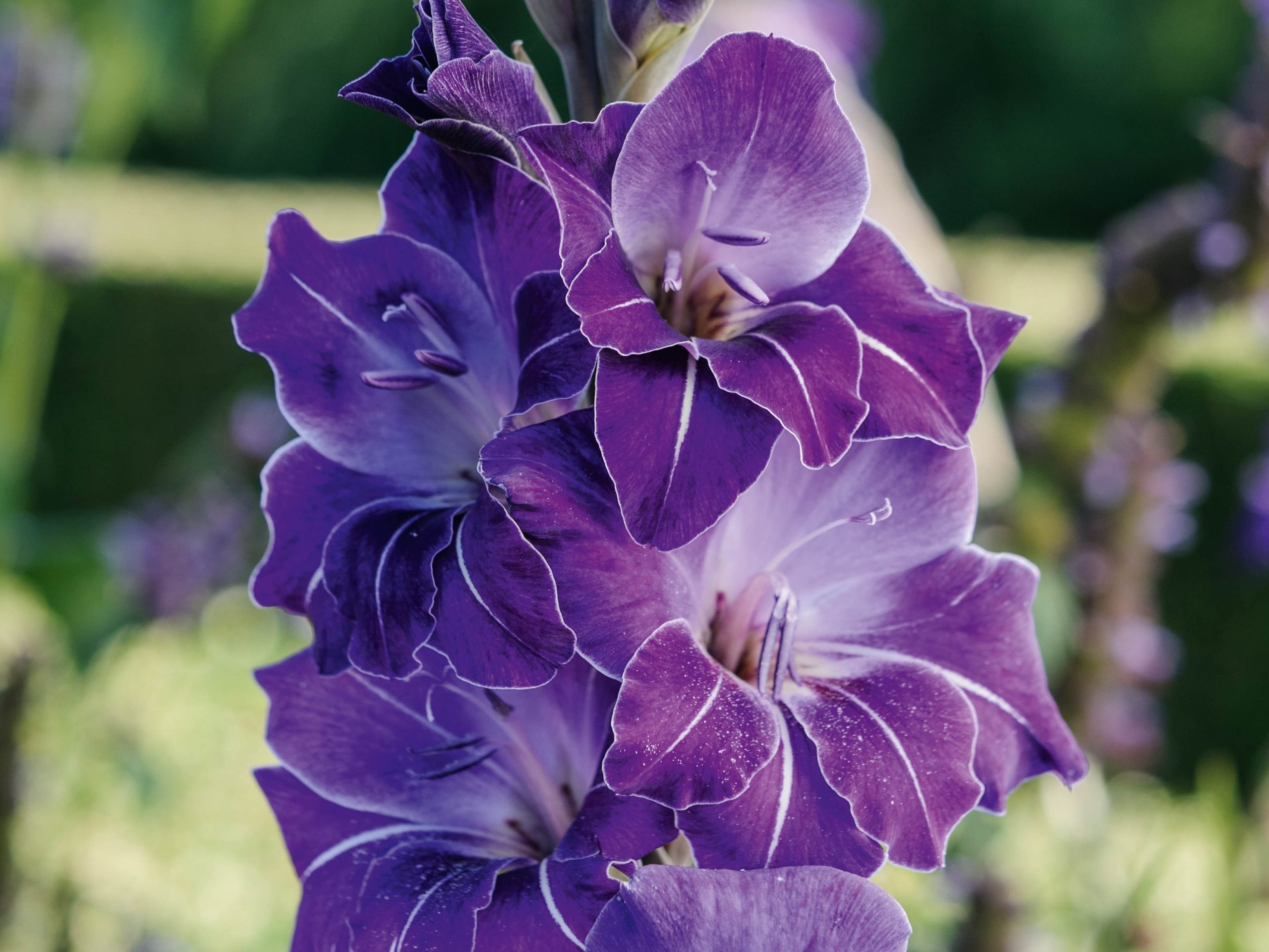 Purple flower; Gladiolus 'Violetta'
