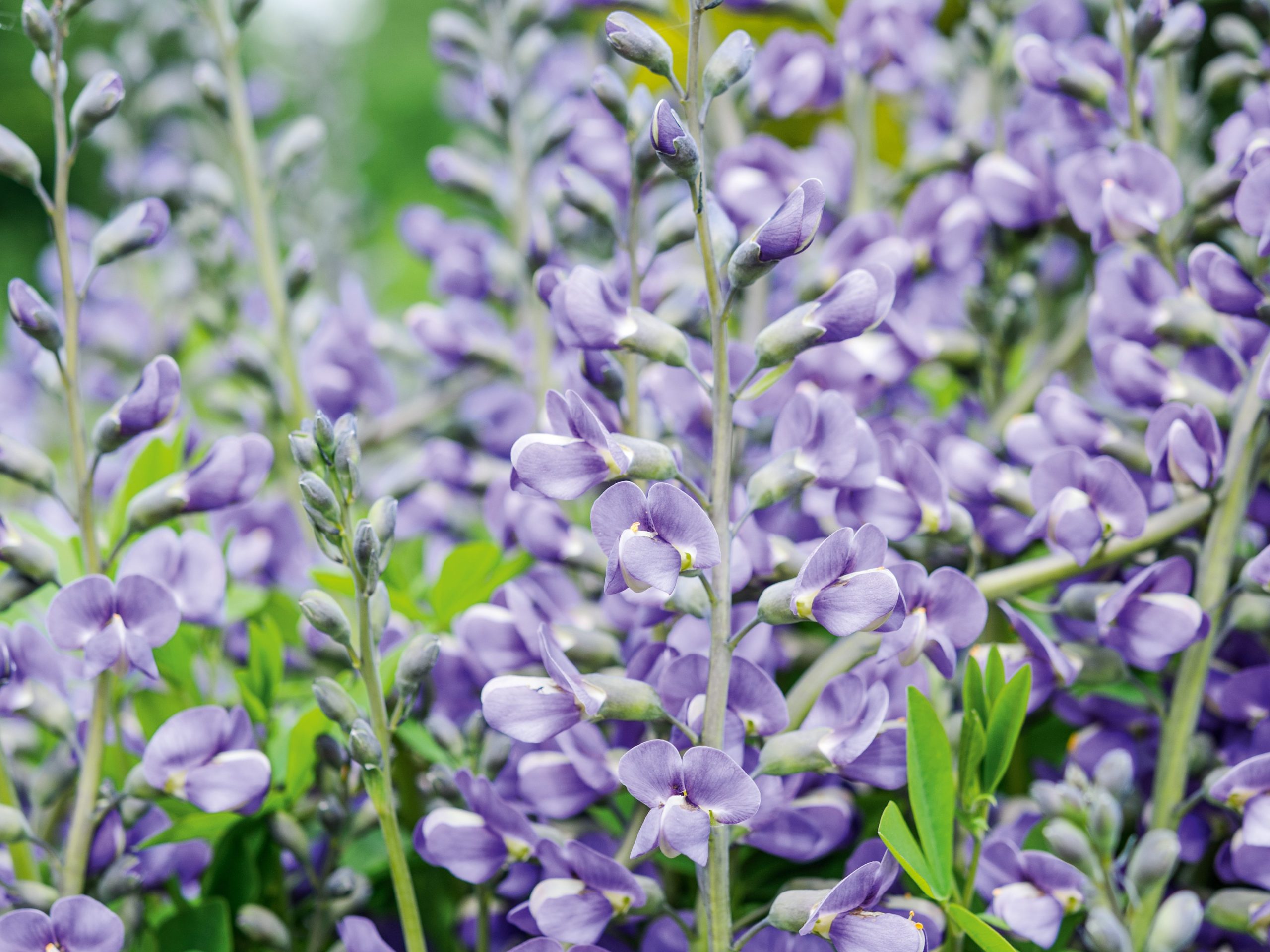 Baptisia 'Purple Smoke'