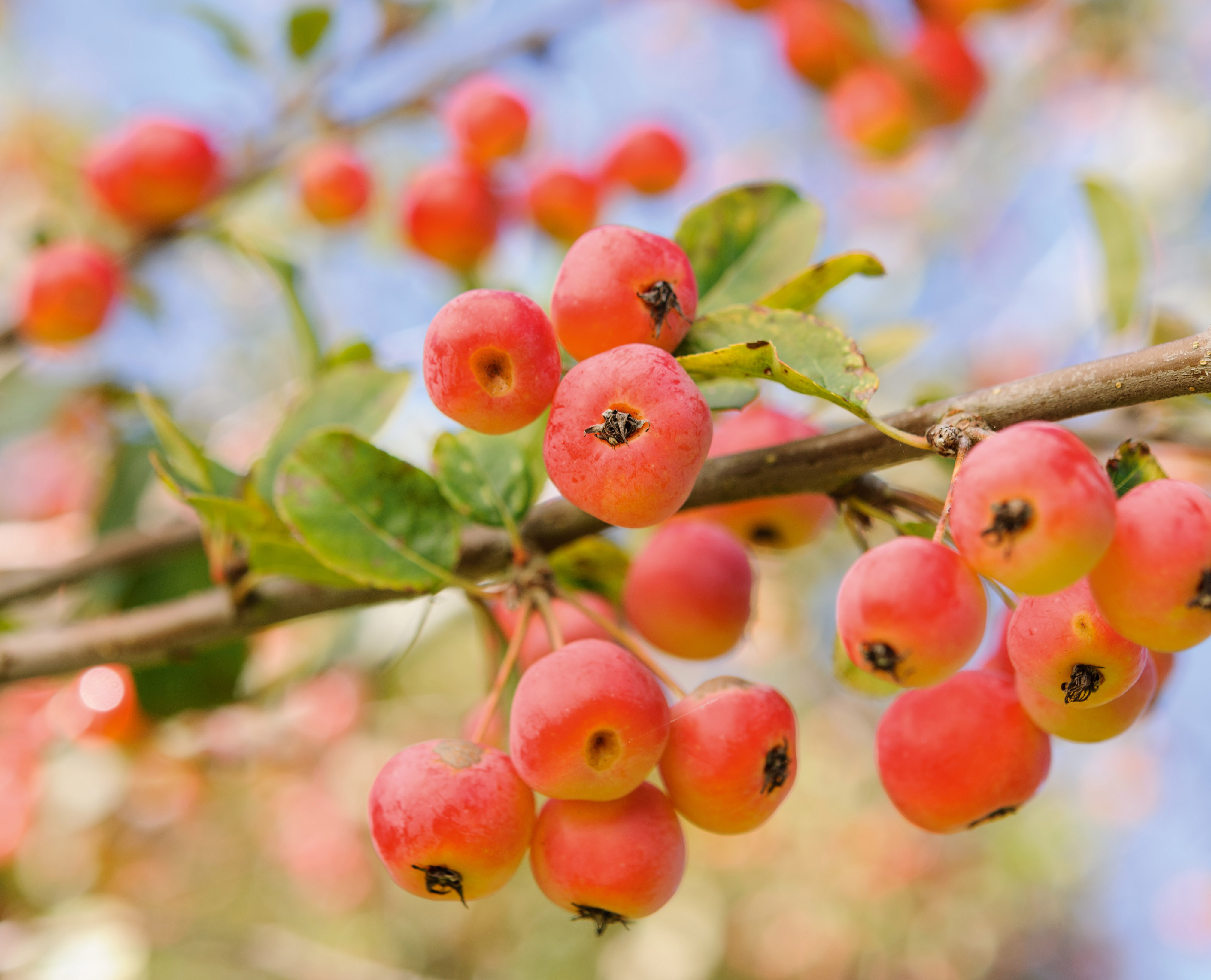 September plants and flowers: Malus x robusta
‘Red Sentinel’