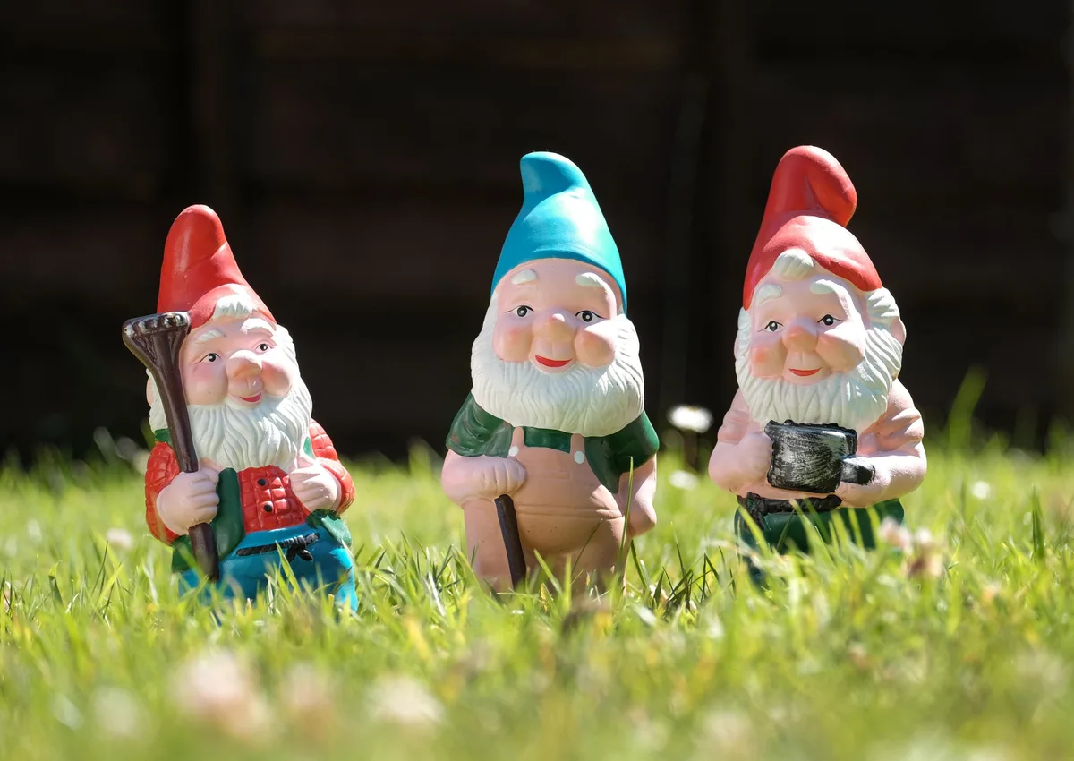 Garden gnomes pictured on the lawn of a sunny garden Garden gnomes pictured on the lawn of a sunny garden