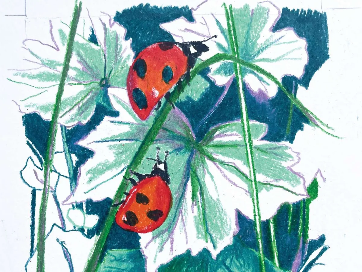Illustration of three ladybirds Illustration of three ladybirds