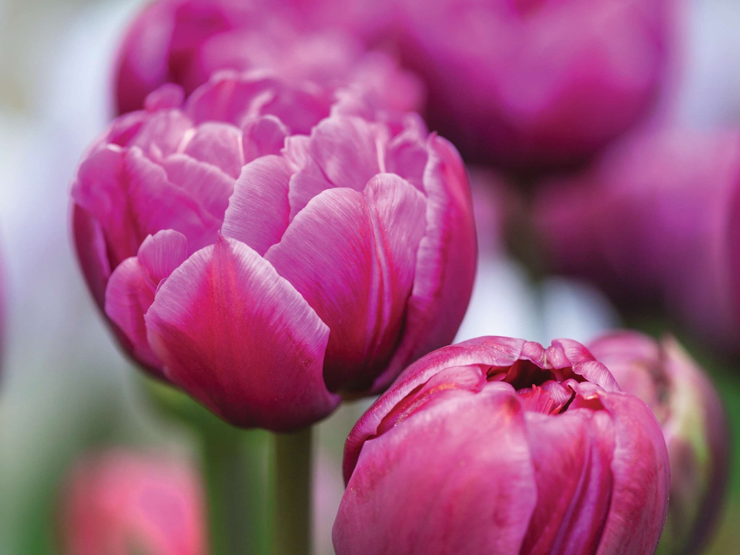 Tulipa ‘Margarita’