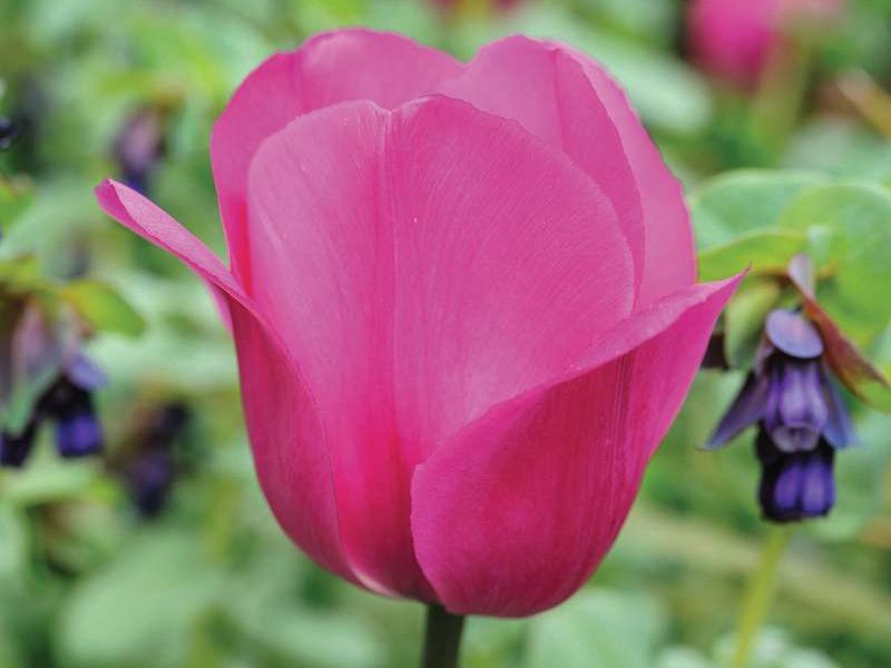 Tulipa ‘Don Quichotte’