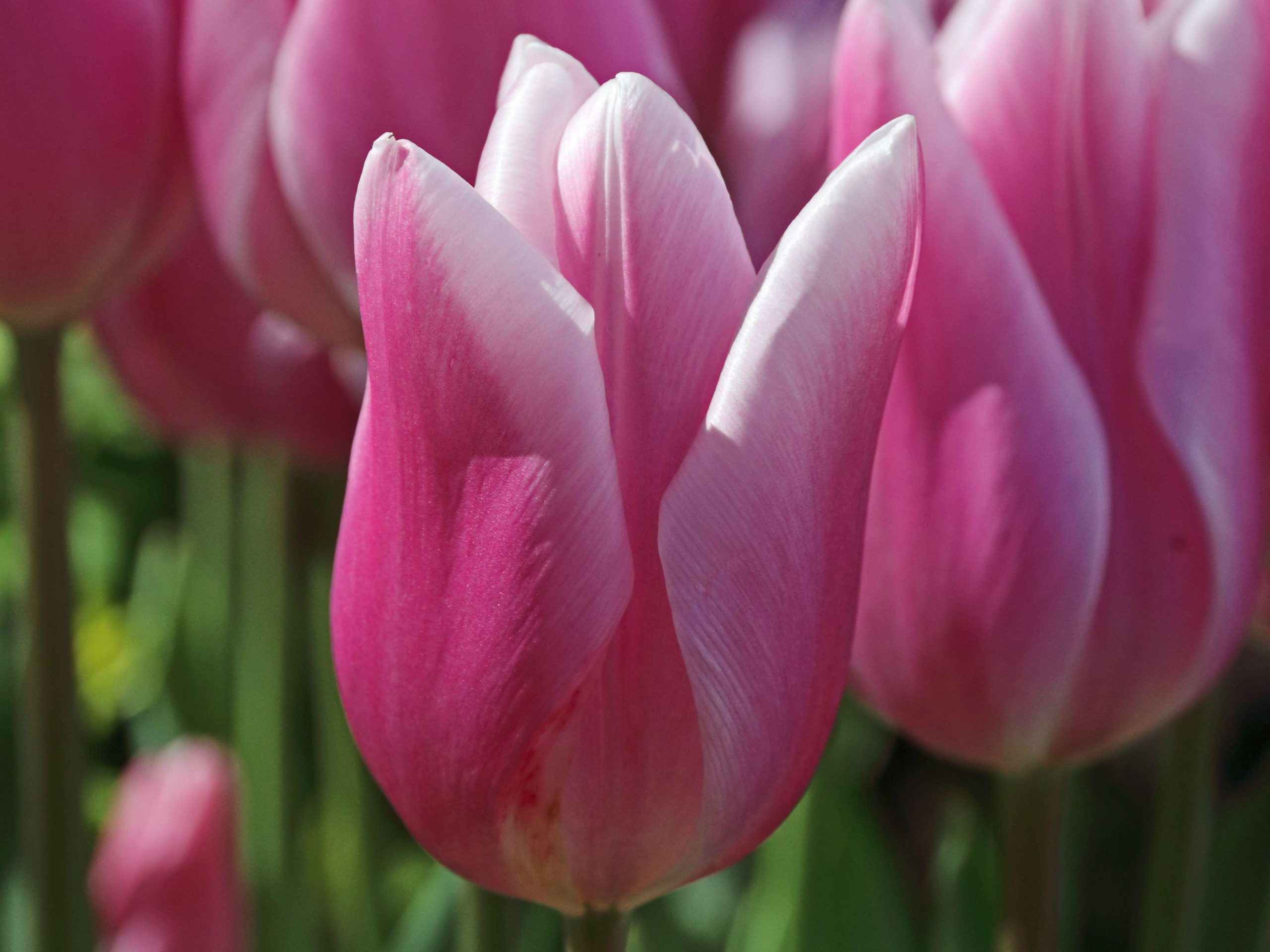 Tulipa ‘Gabriella’
