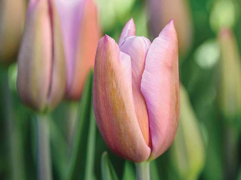 Tulipa ‘Mistress Mystic’