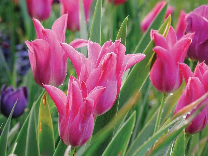 Tulipa ‘China Pink’