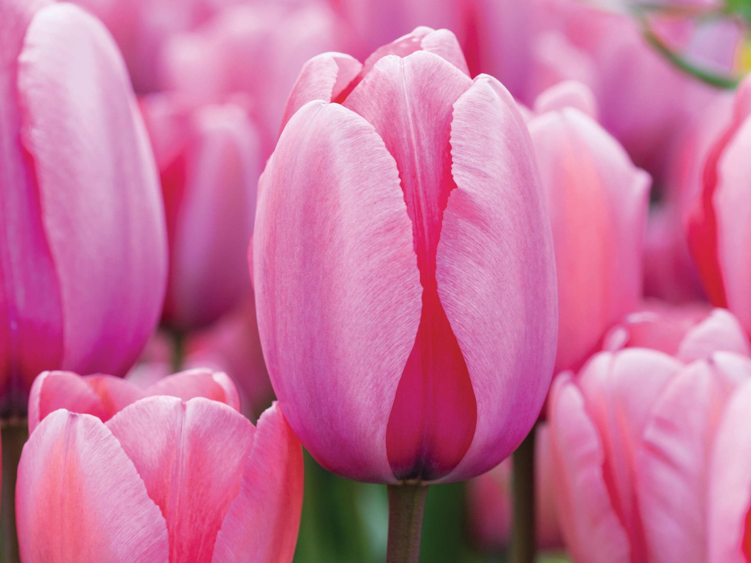 Tulipa ‘Pink Impression’