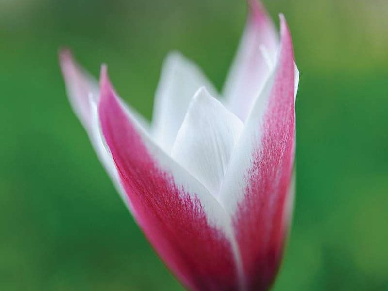 Tulipa clusiana