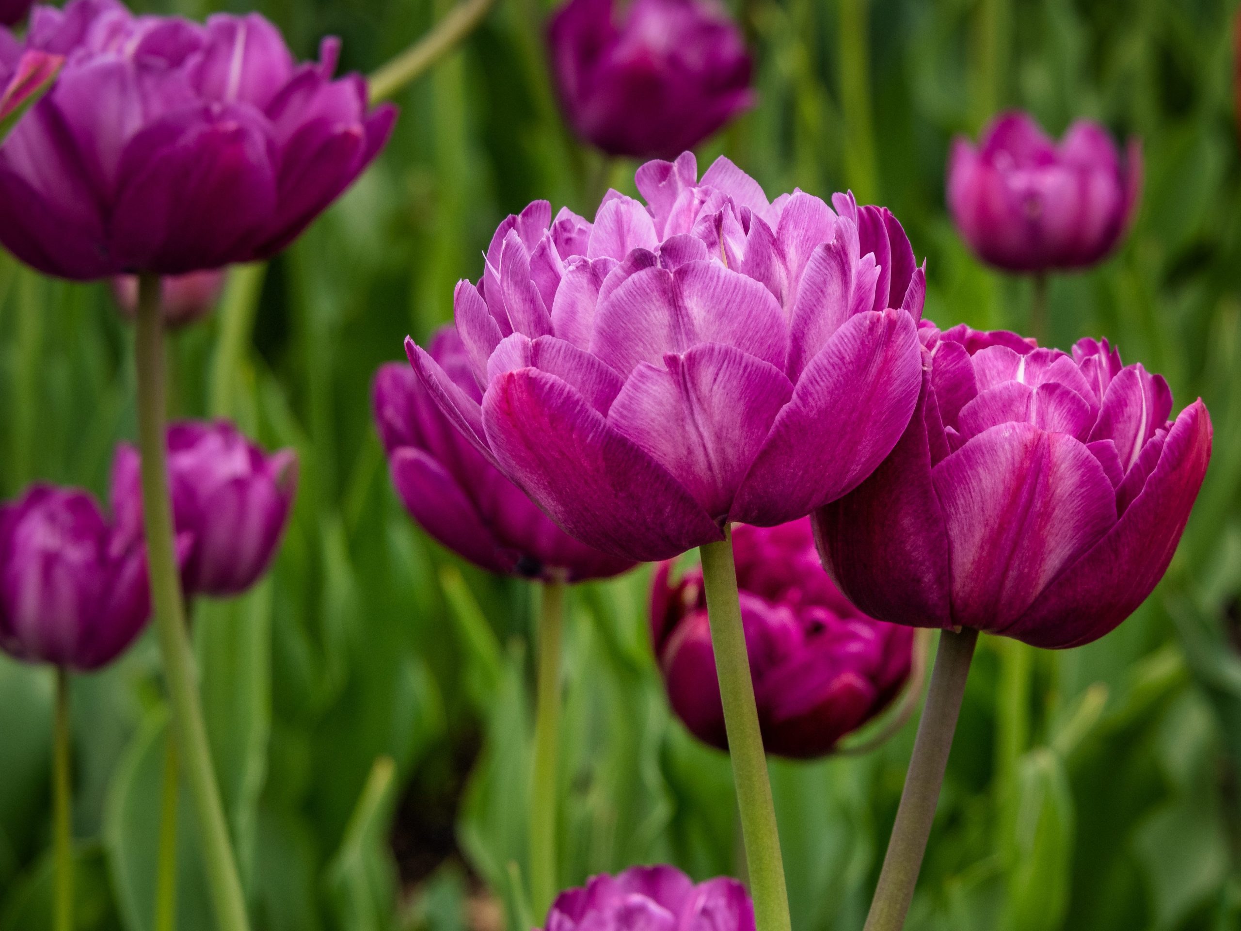 Tulipa ‘Double Dazzle’
