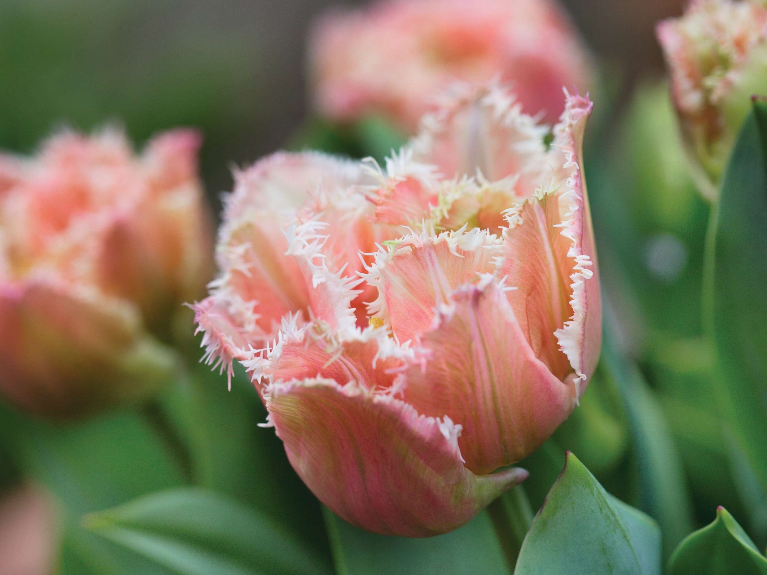 Tulipa ‘Queensland’