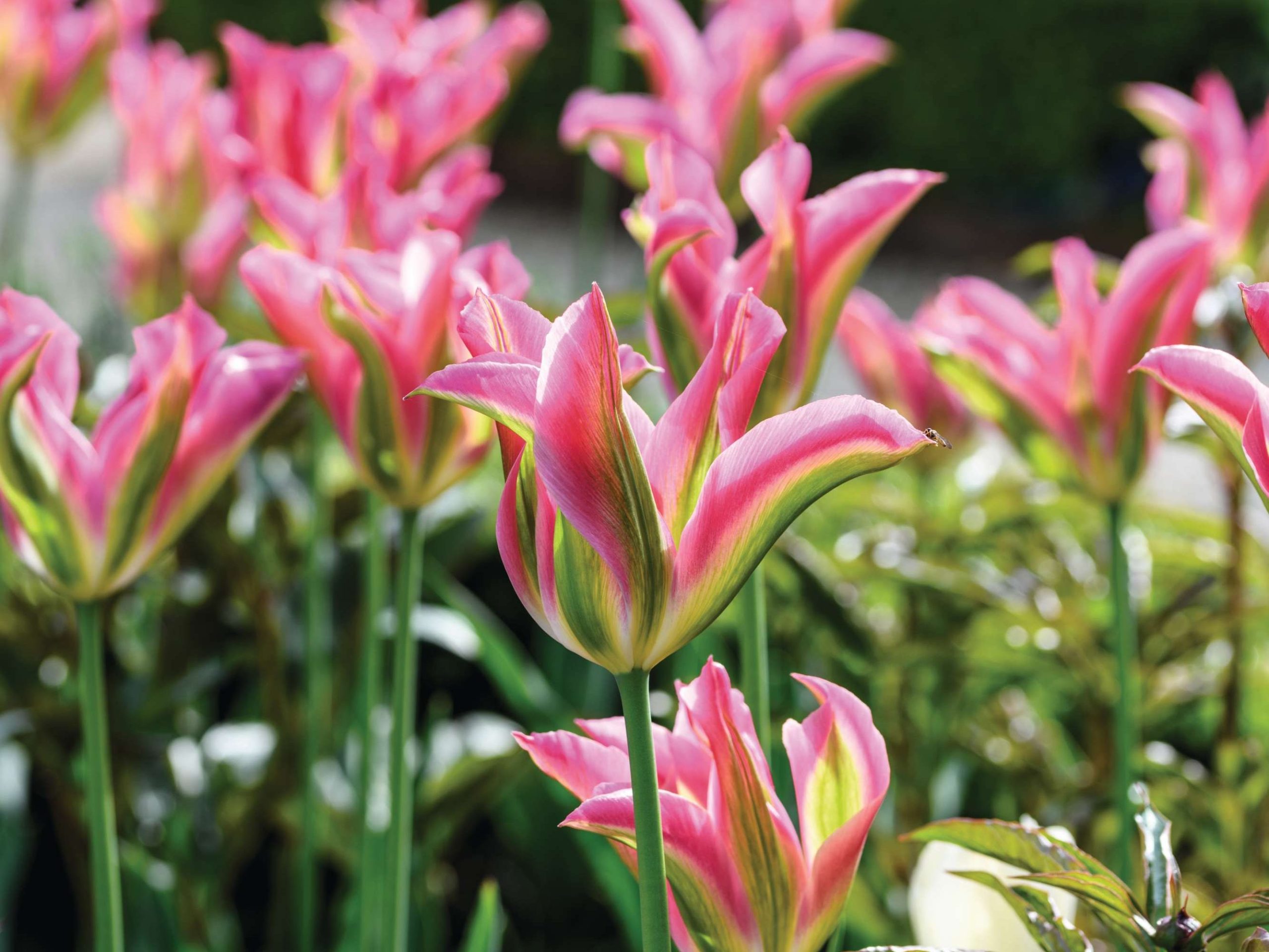 Tulipa ‘Florosa’