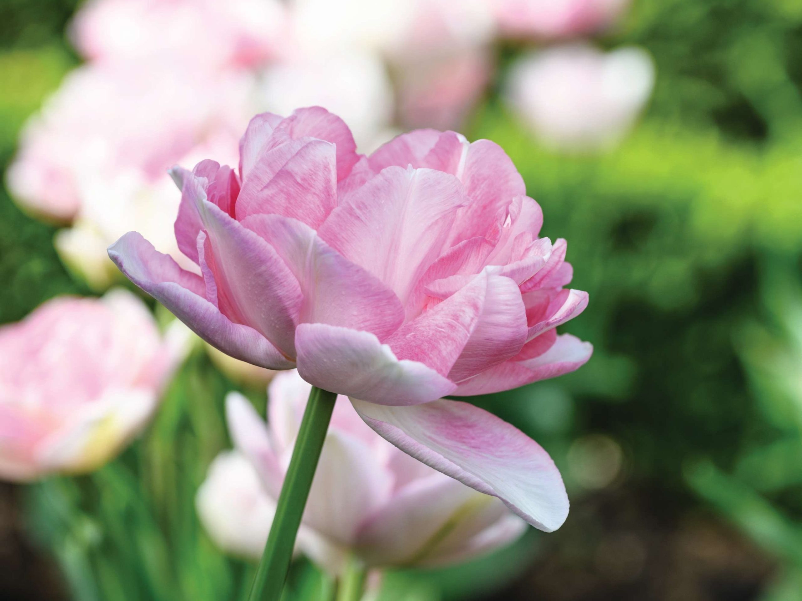 Tulipa ‘Angélique’