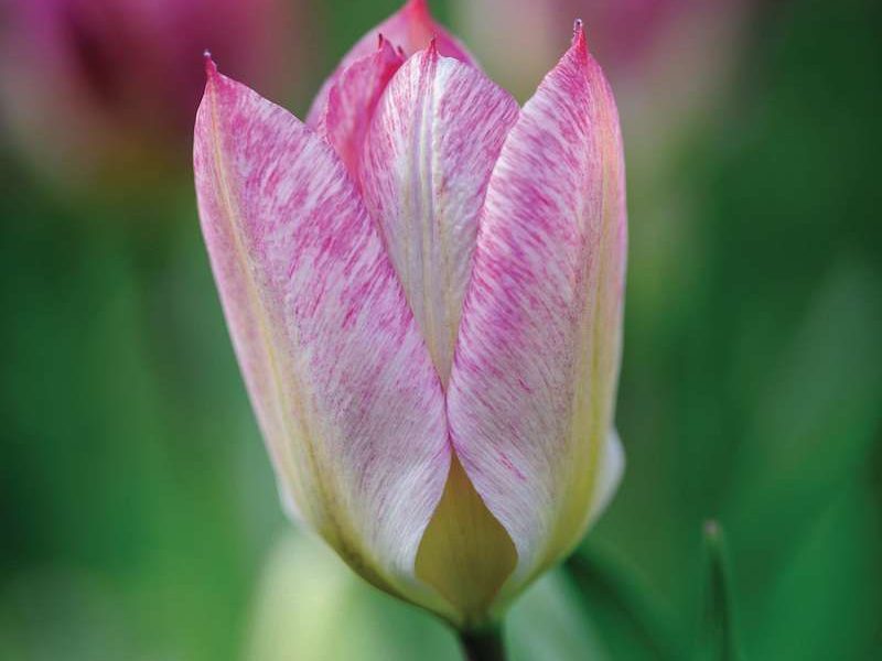 Tulipa ‘Flaming Purissima’