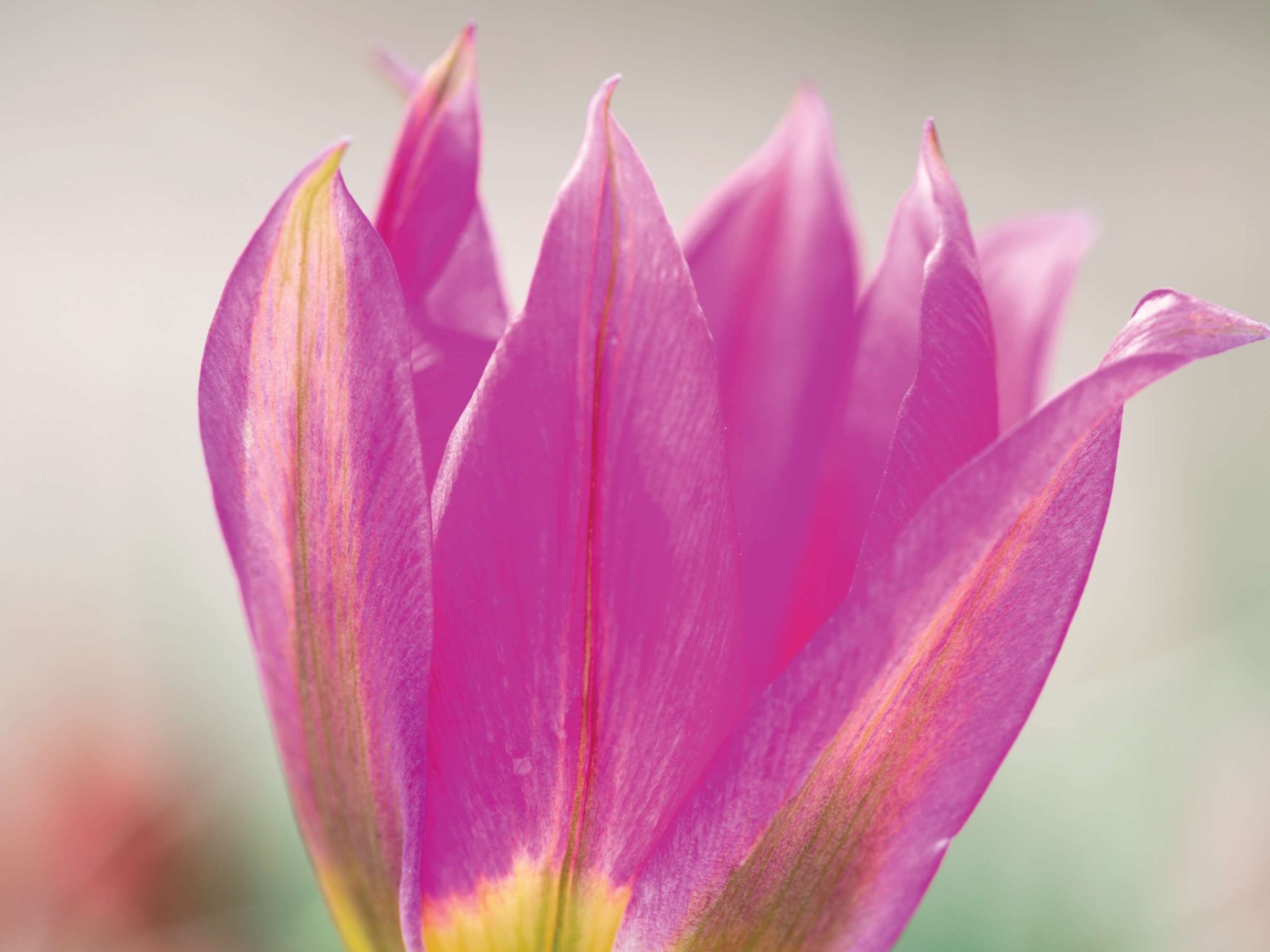 Tulipa humilis ‘Eastern Star’