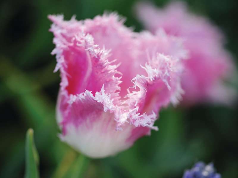 Tulipa ‘Fancy Frills’