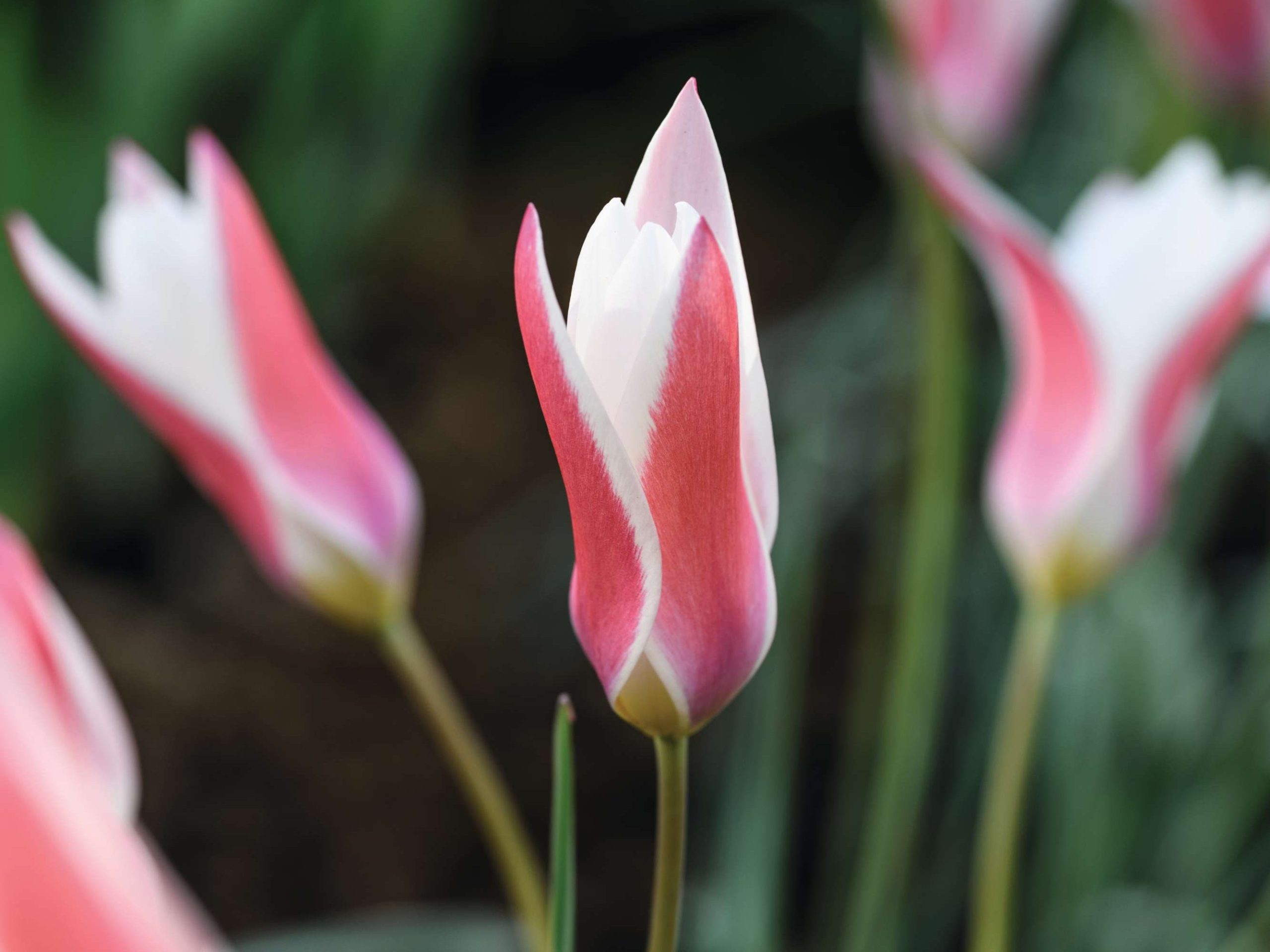 Tulipa ‘Lady Jane’