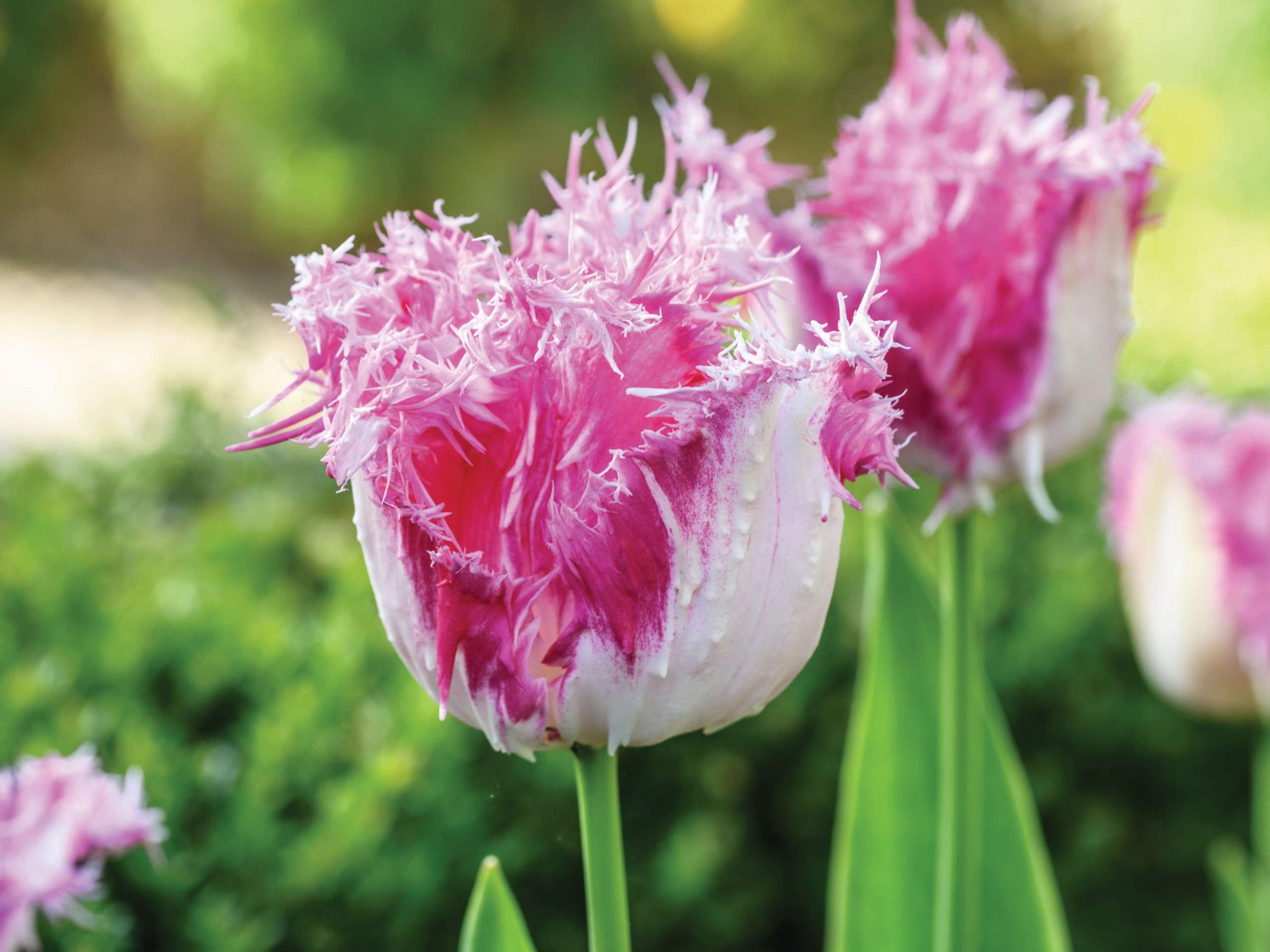 Tulipa ‘Cool Crystal’