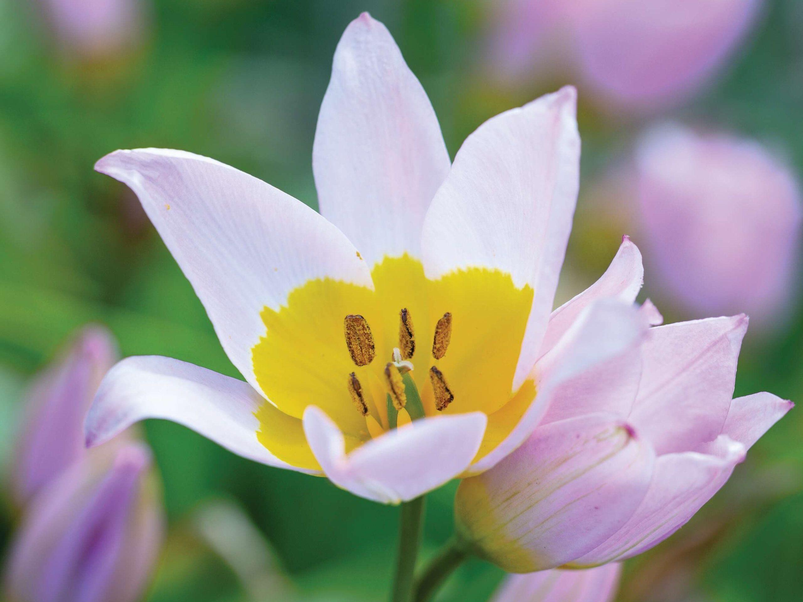 Tulipa saxatilis