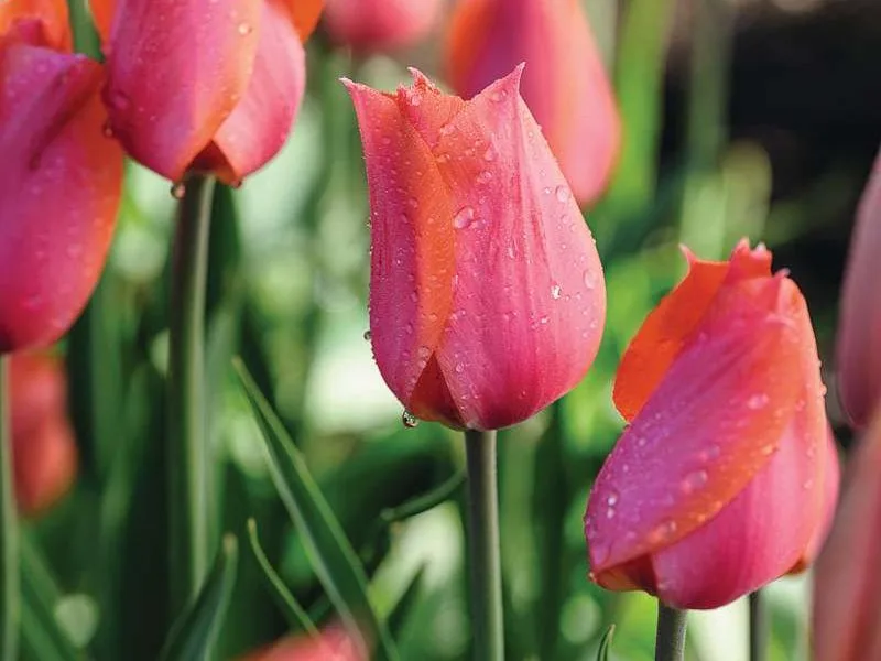 Tulipa ‘Temple of Beauty’ JI_160420_BelcombeCourt_222_preview Tulipa ‘Temple of Beauty’
