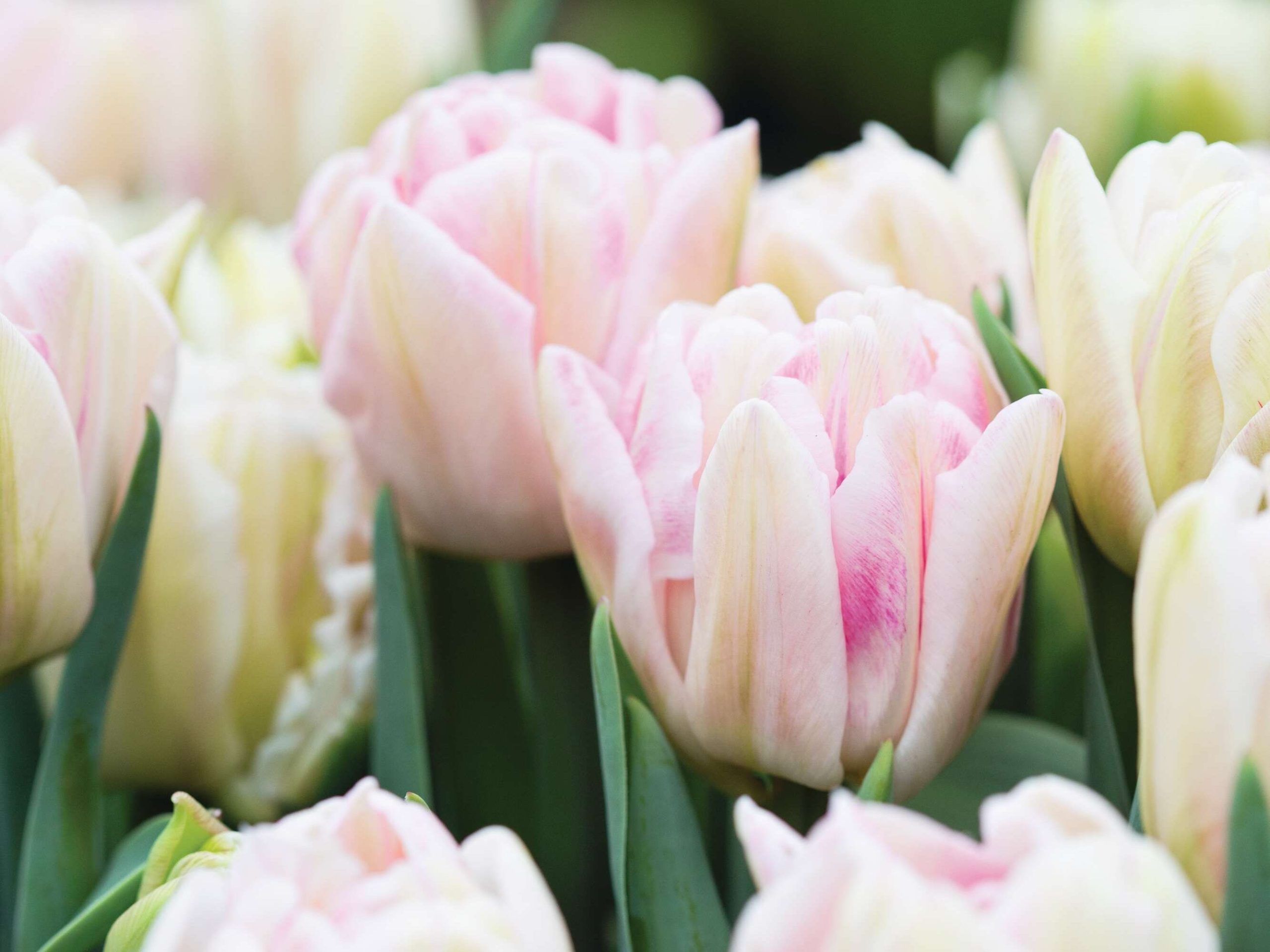 Tulipa ‘Foxtrot’