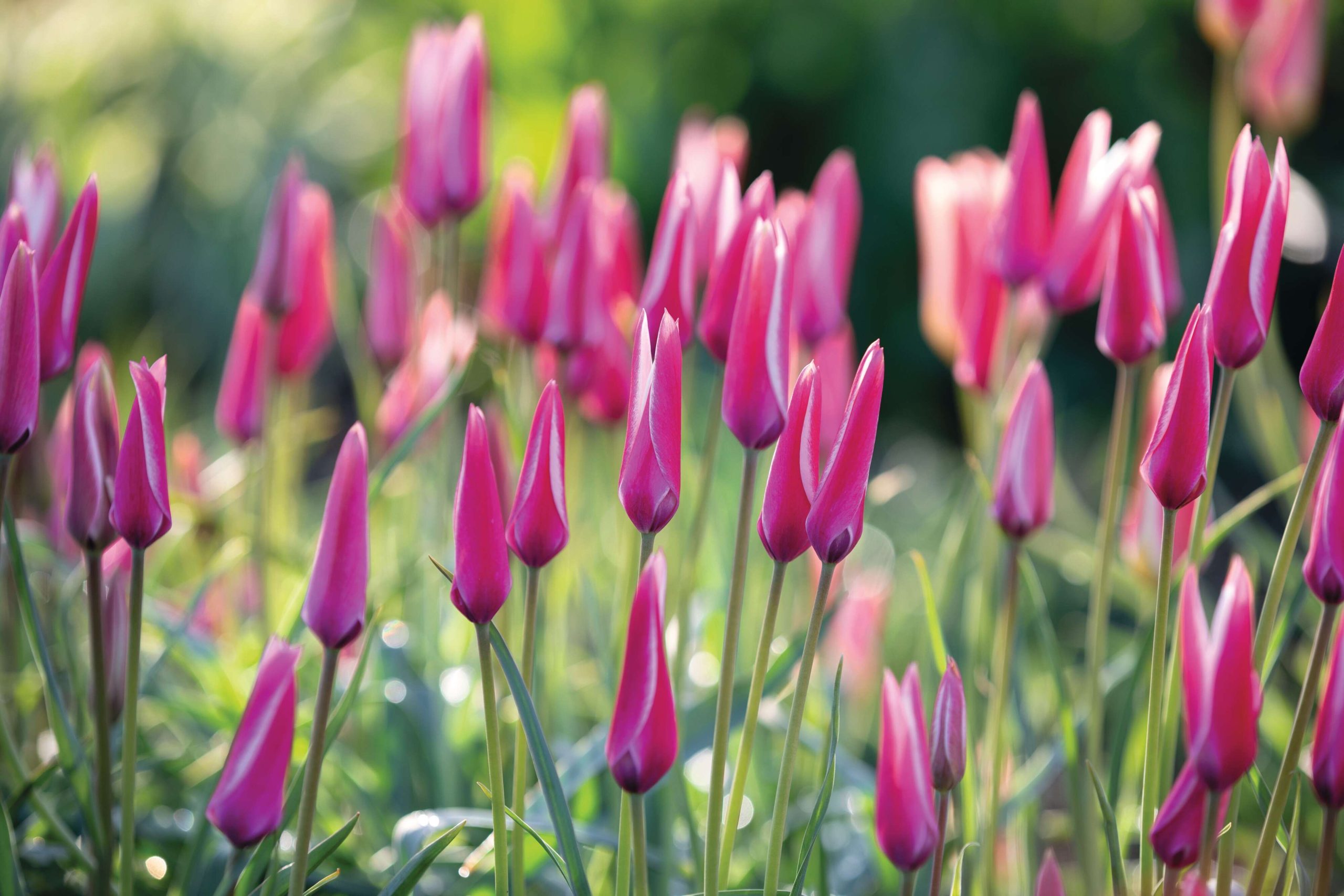 Tulipa ‘Peppermintstick’
