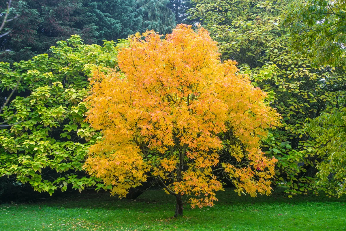 Untitled Koelreuteria paniculata