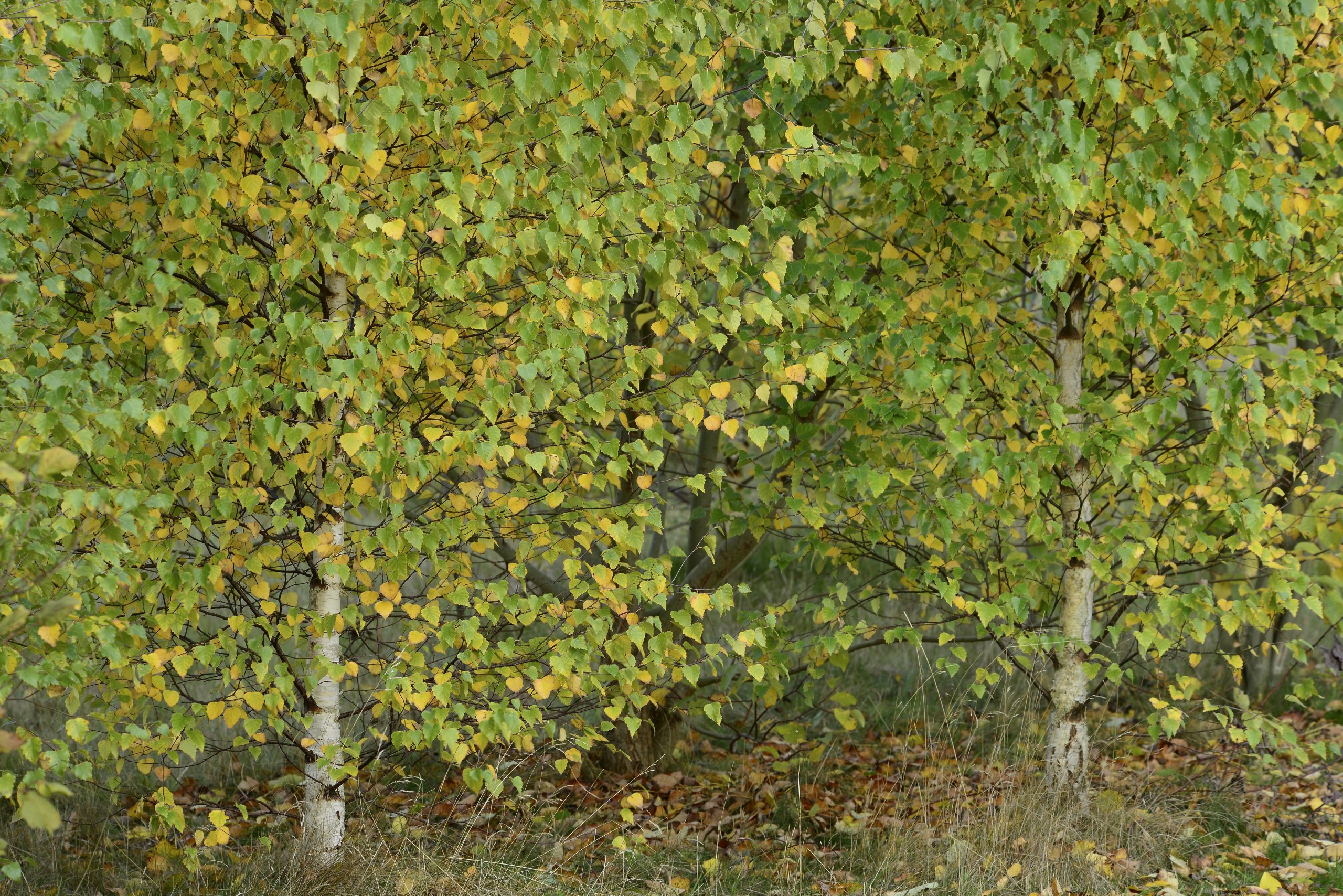 Silver birch trees,