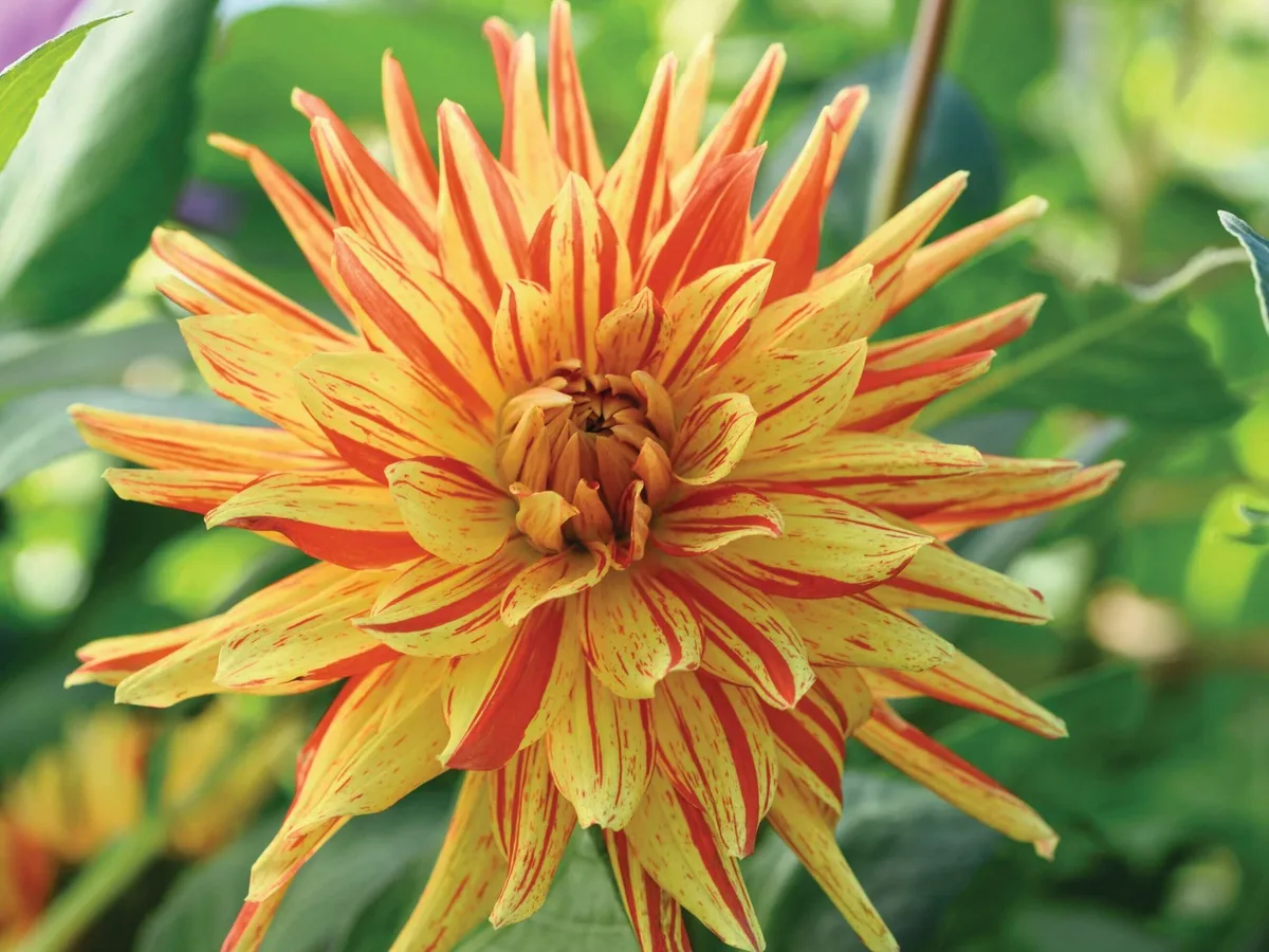 Dahlia ‘Striped Vulcan’ Dahlia ‘Striped Vulcan’