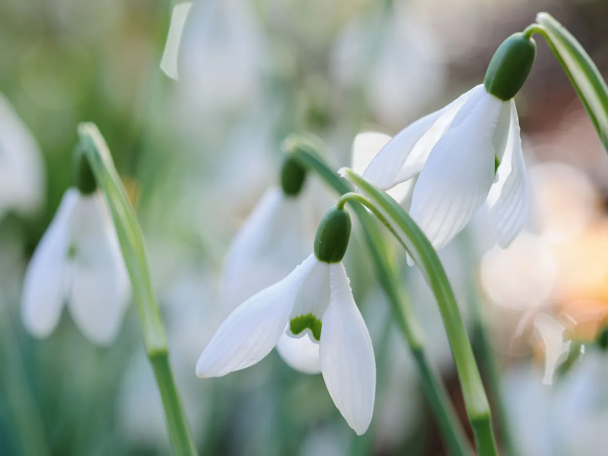 Snowdrops: Galanthus 'Bess' Snowdrops: Galanthus 'Bess'