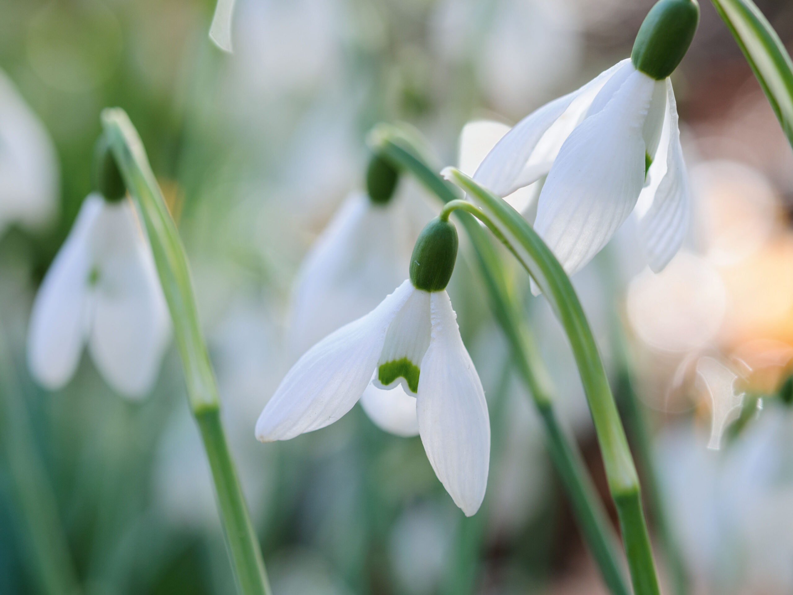 Snowdrops: Galanthus 'Bess'