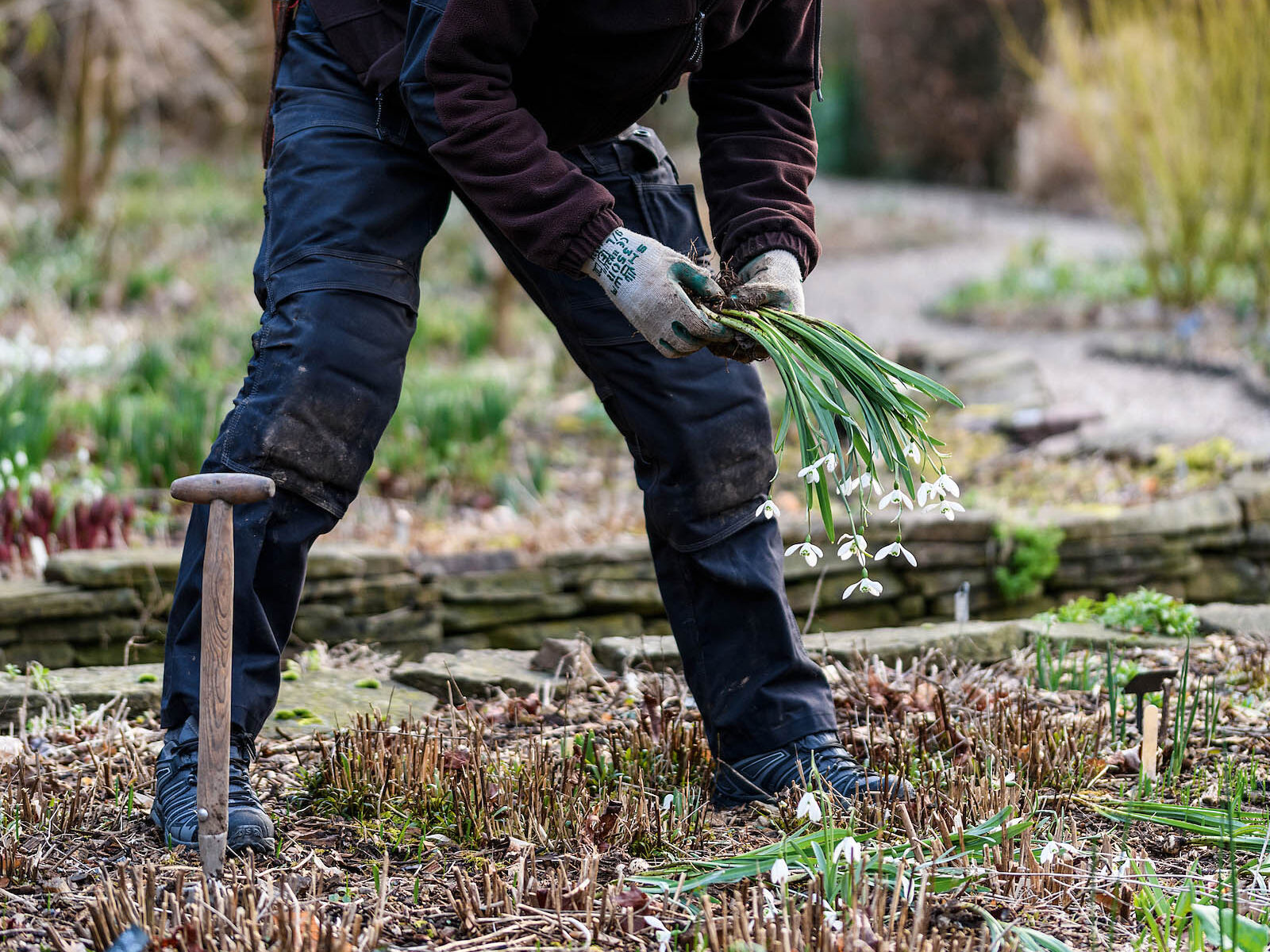 Transplanting snowdrops