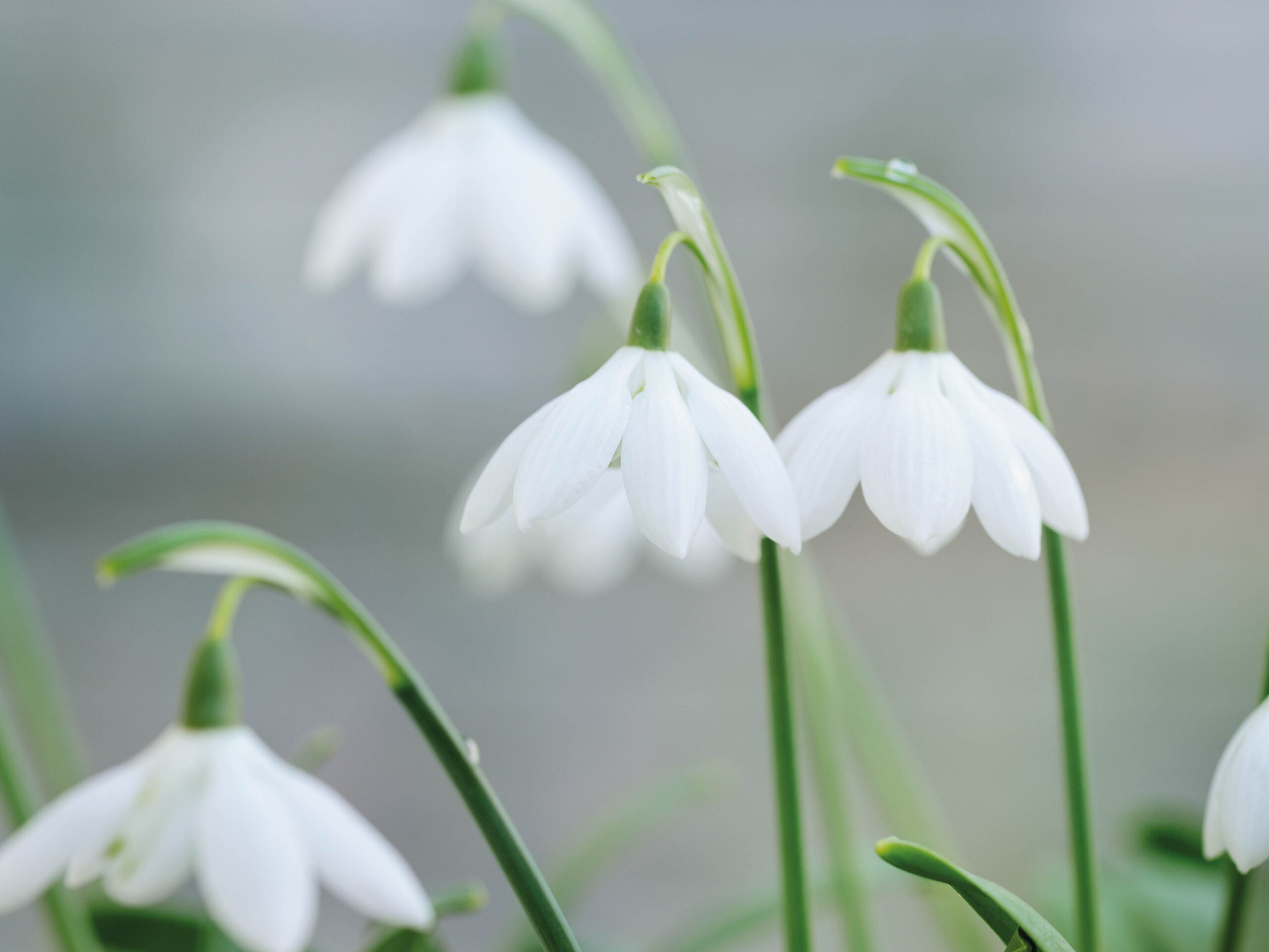 Galanthus elwesii ‘Godfrey Owen’