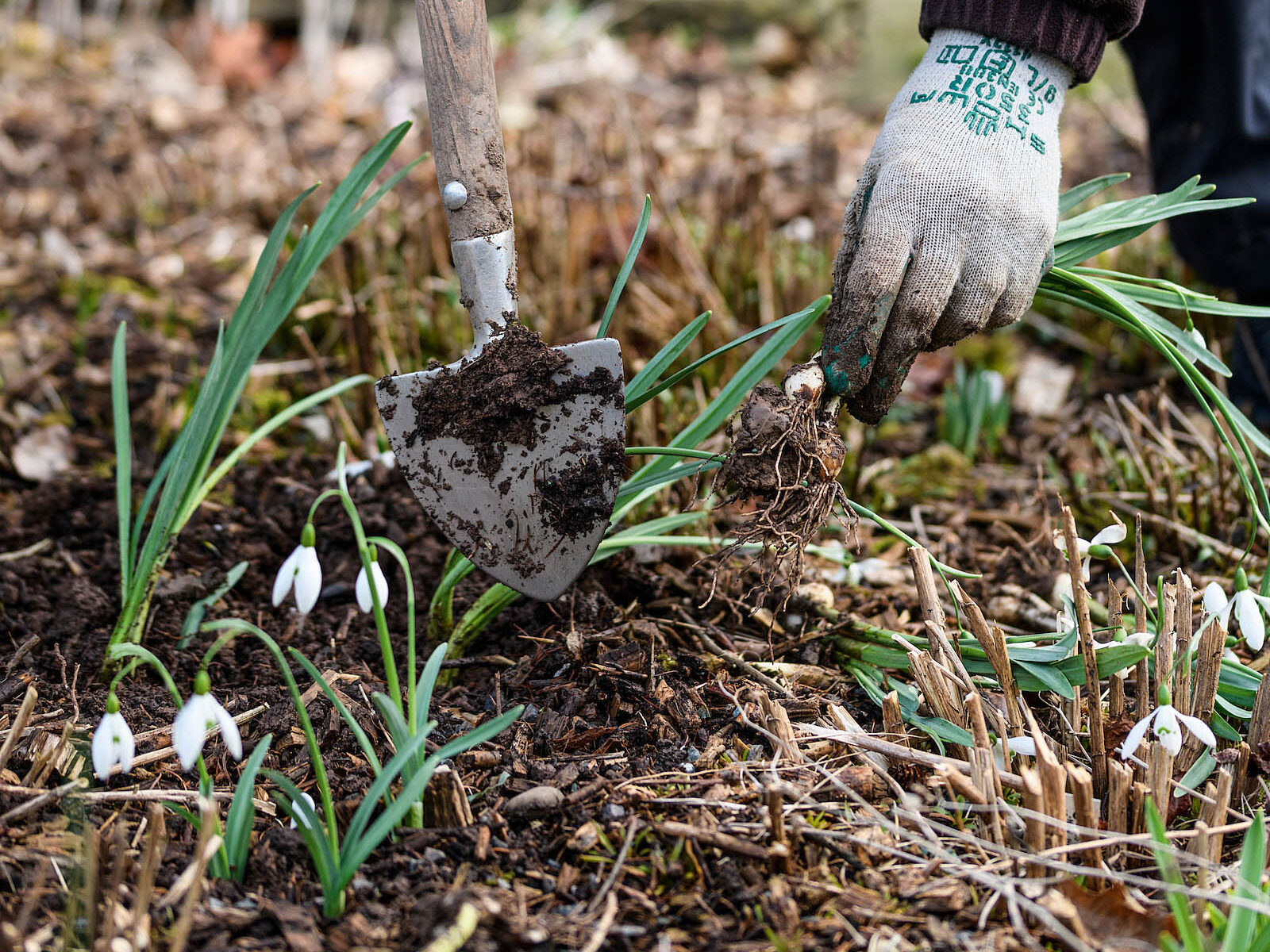 Planting snowdrops in the green