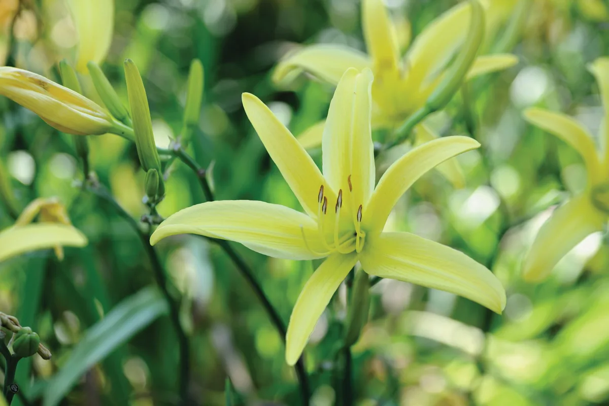 Hemerocallis ‘Ariadne’ Hemerocallis ‘Ariadne’