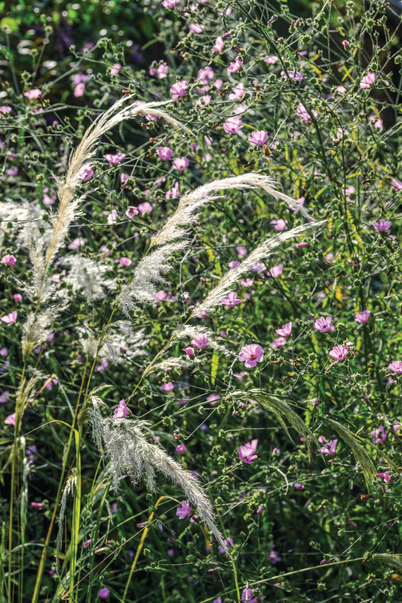 Stipa pseudoichu