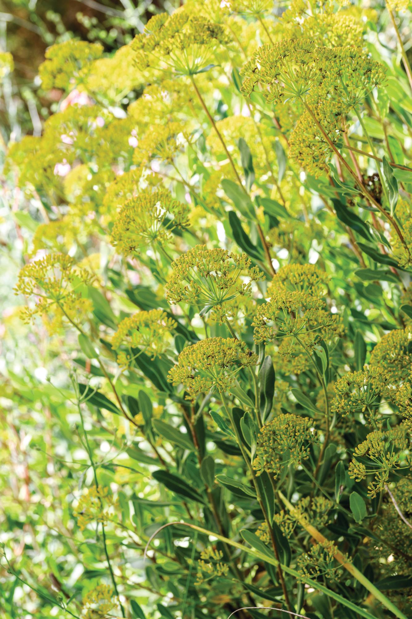 Bupleurum fruticosum