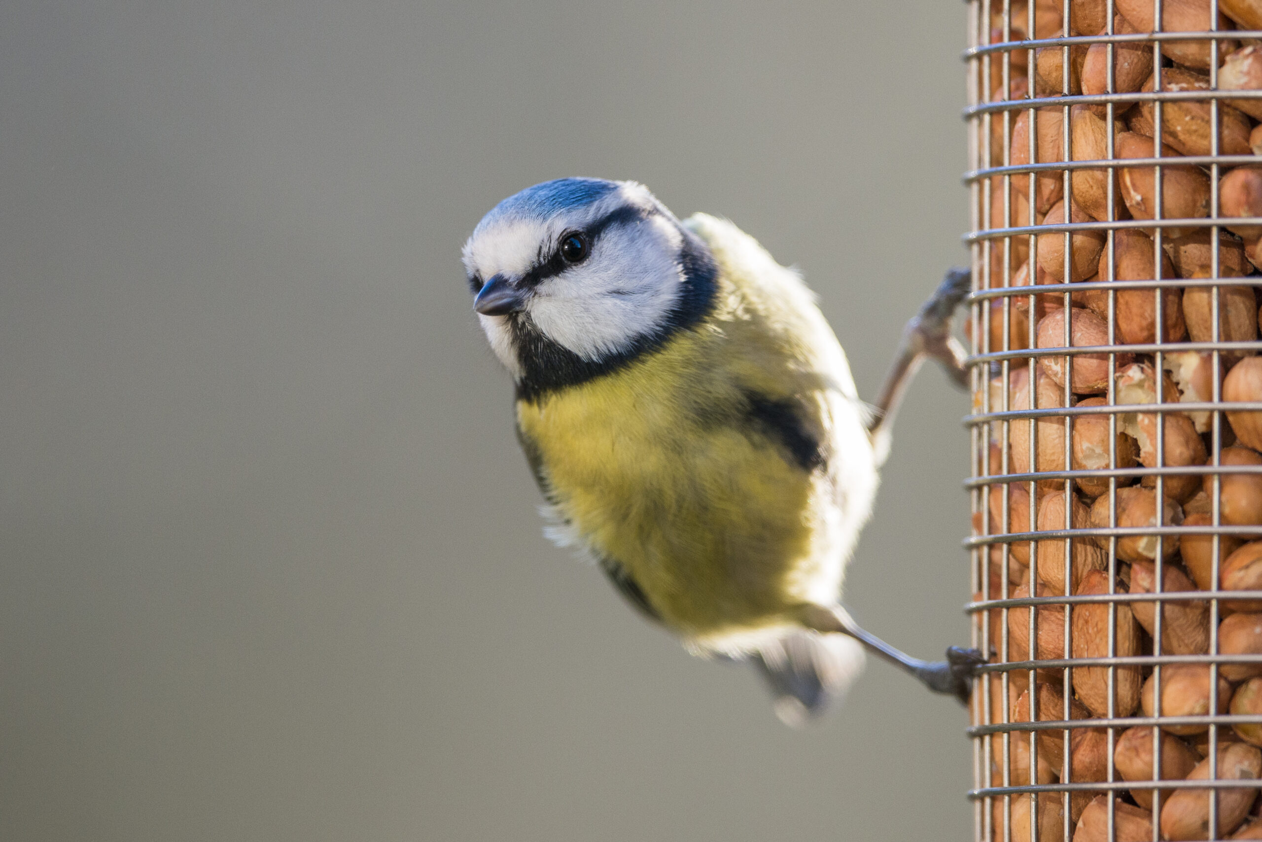 Eurasian blue tit (Cyanistes caeruleus) on peanut bird feeder