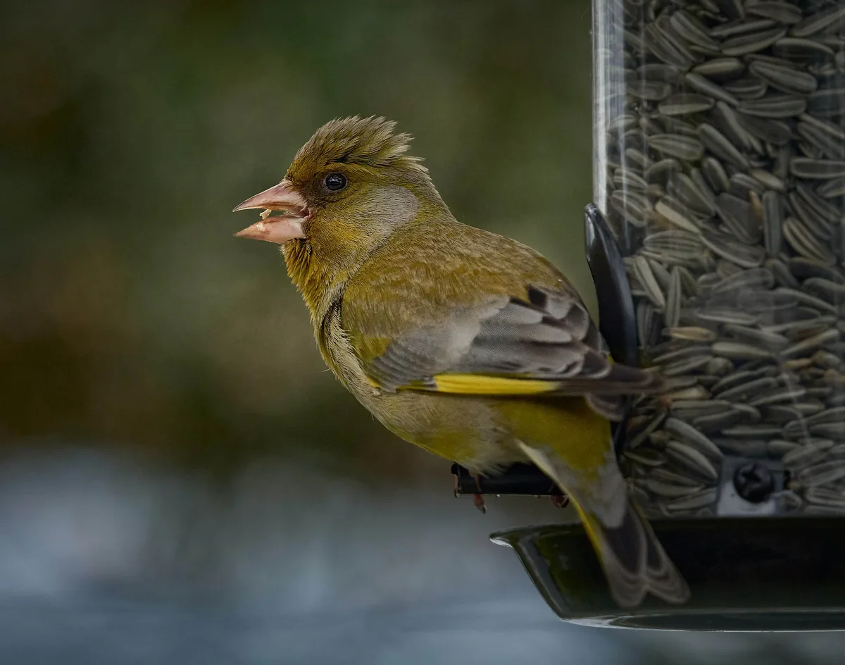 Greenfinch on feeder © Vidar Nordli-Mathisen Greenfinch on feeder © Vidar Nordli-Mathisen