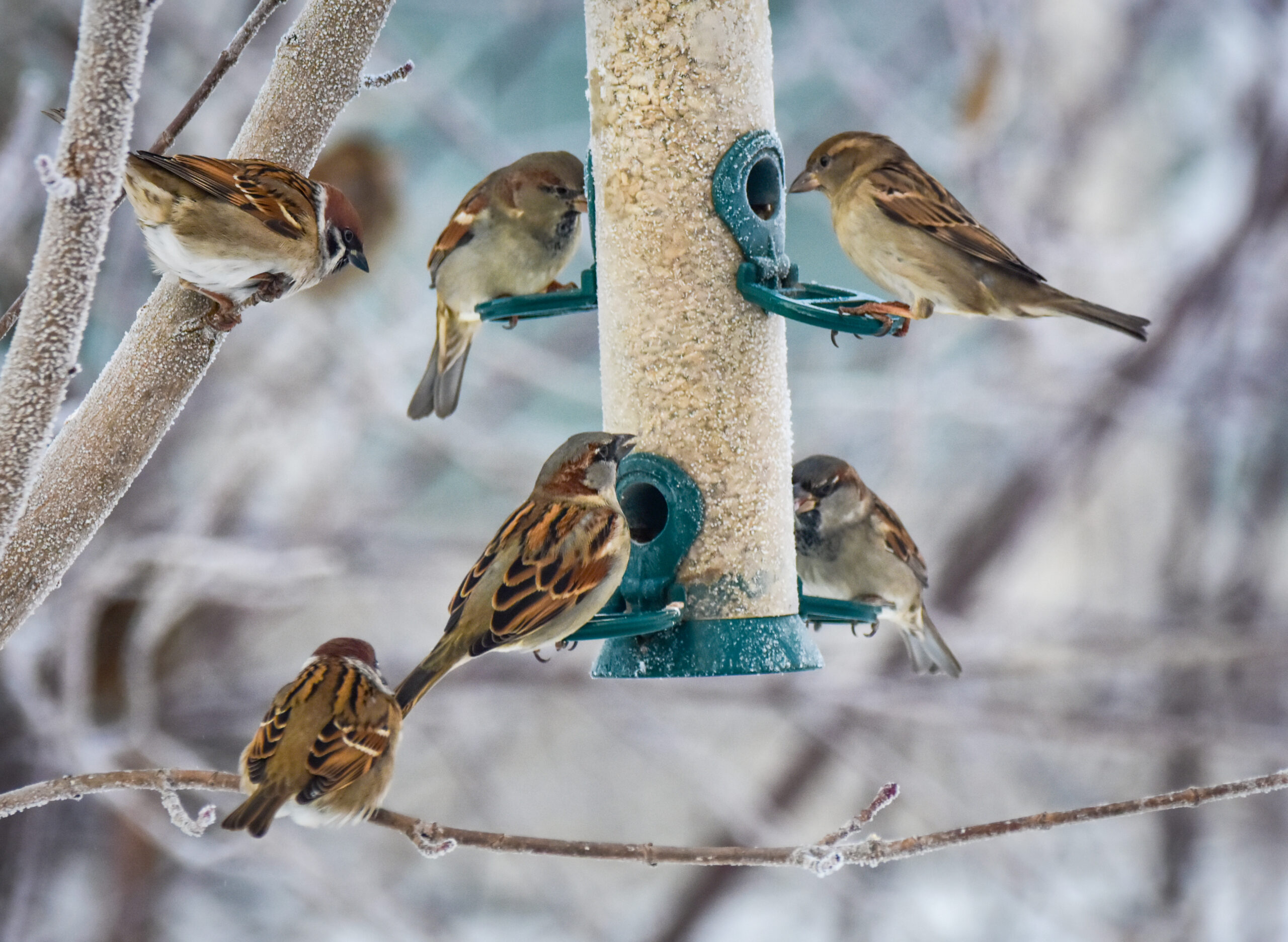 Sparrows at a garden feeder