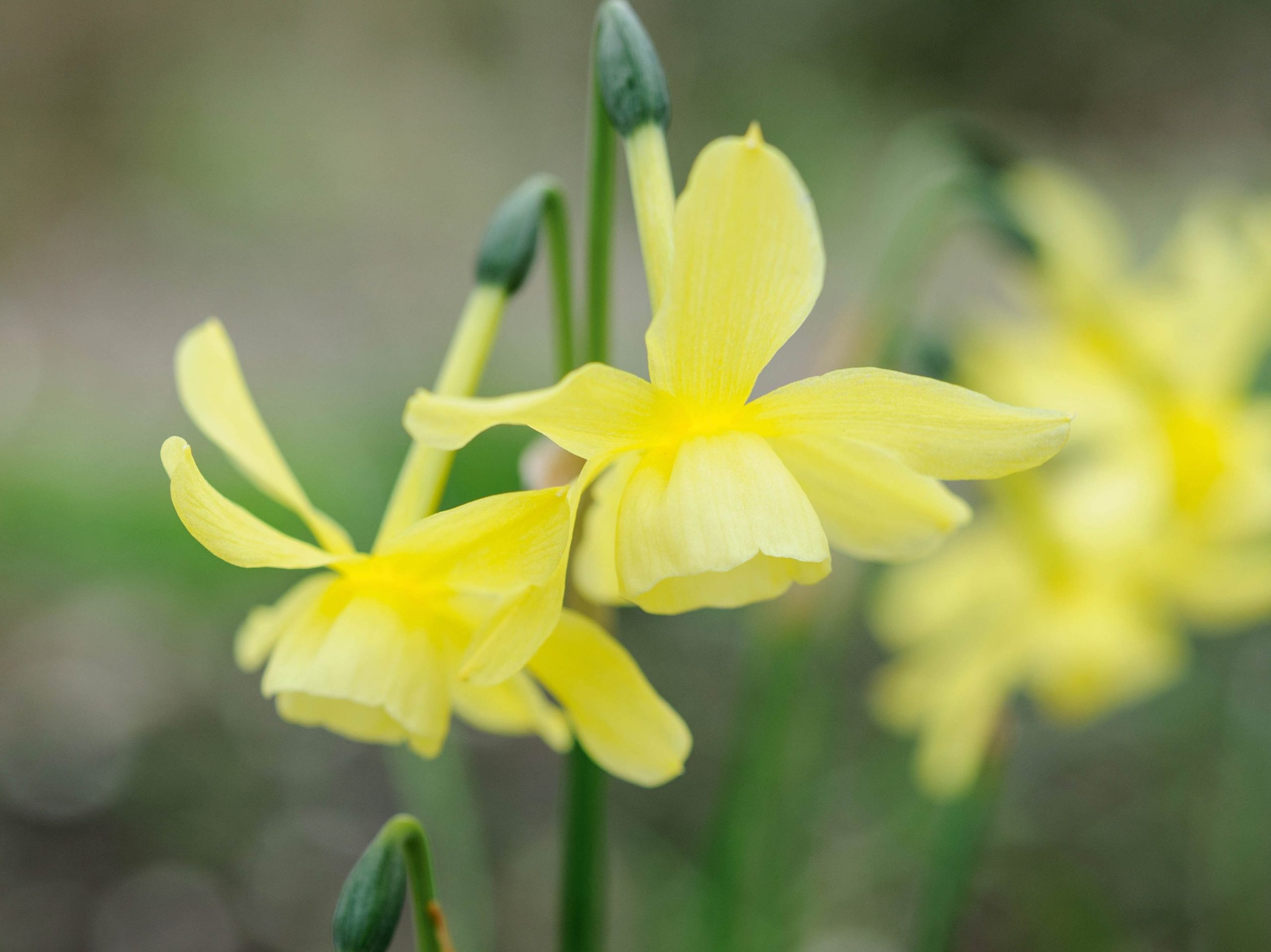 Narcissus 'Hawera'
