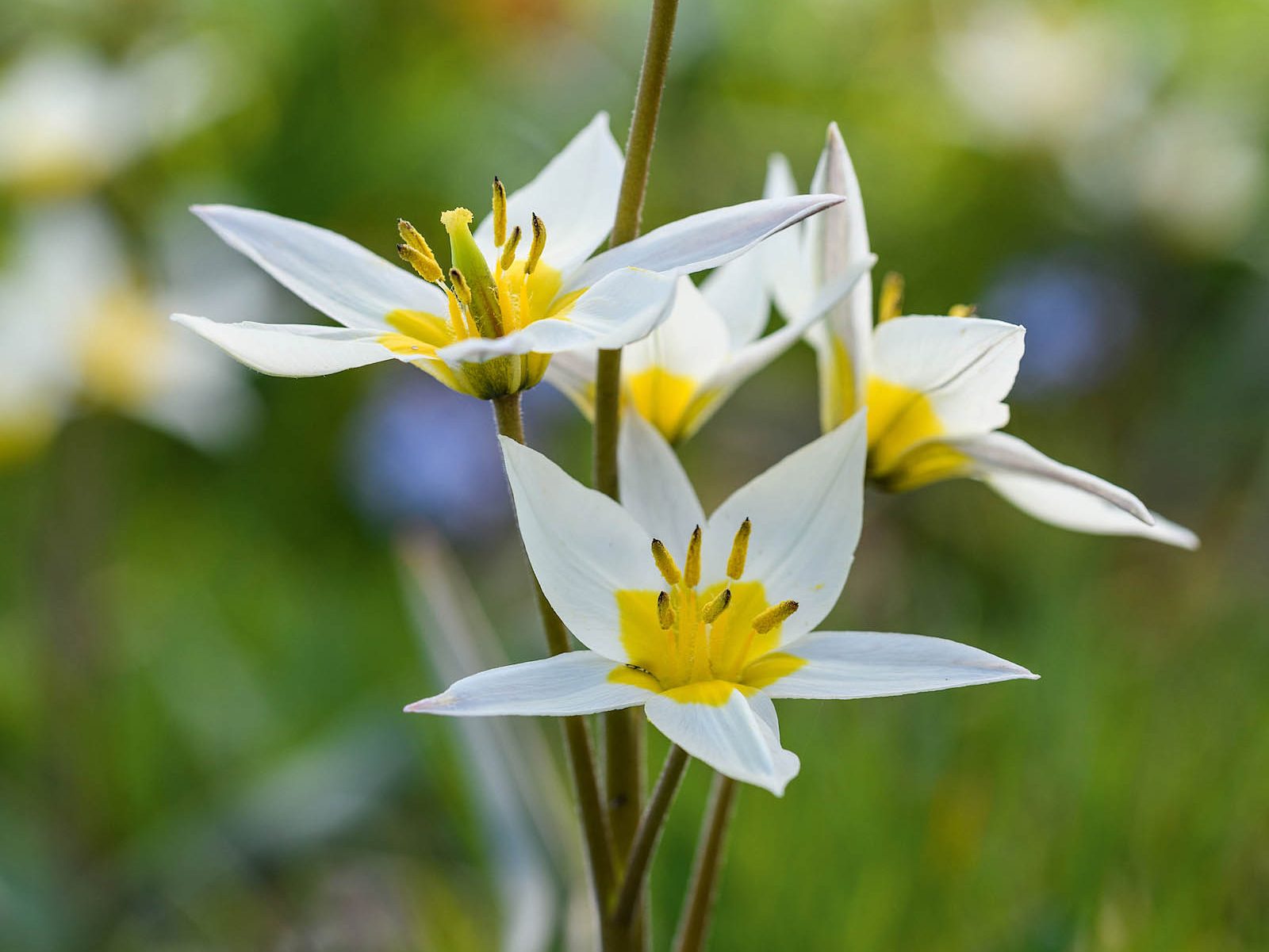 Tulipa turkestanica