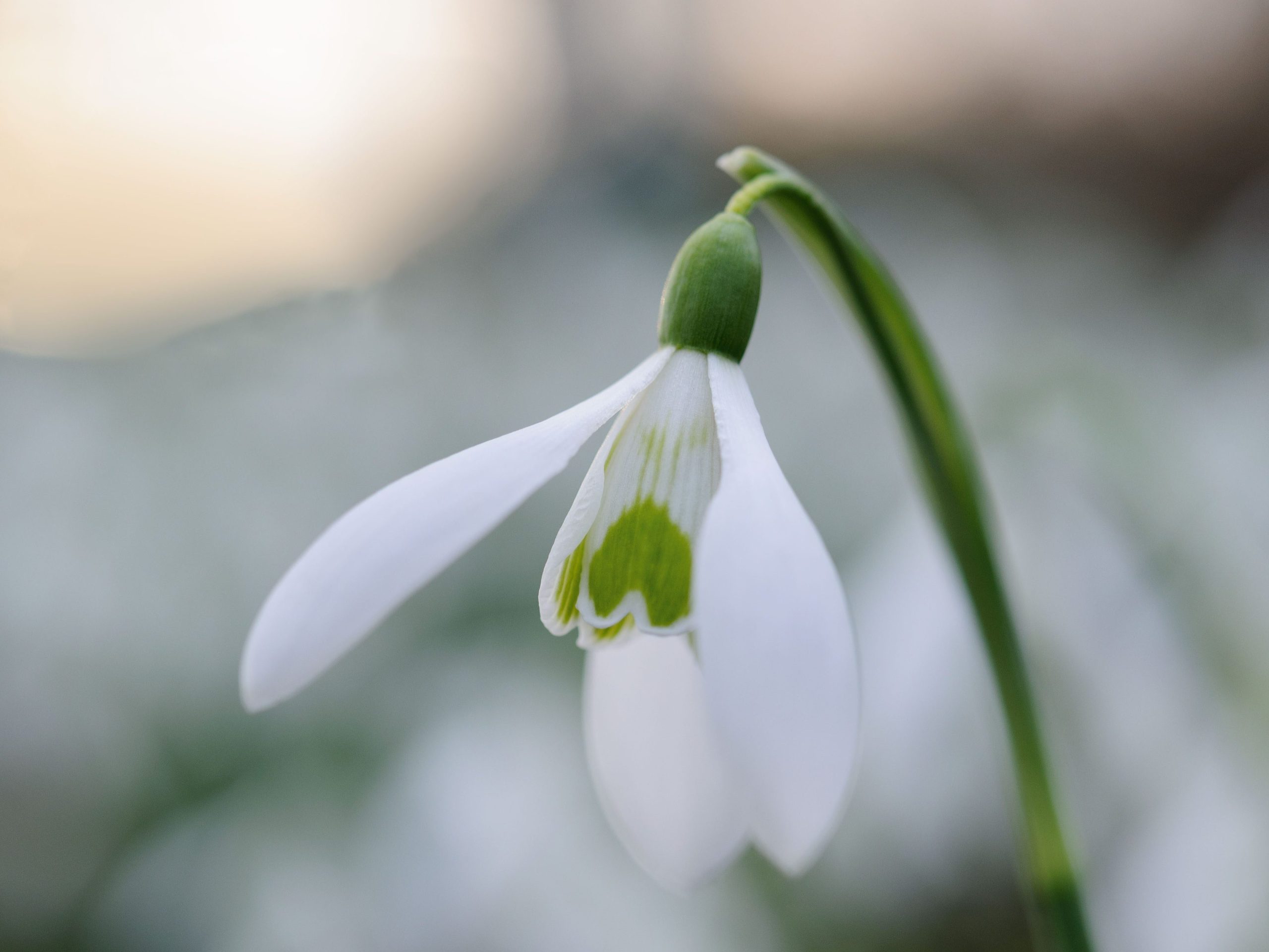 Snowdrops: Galanthus nivalis from Prior Park