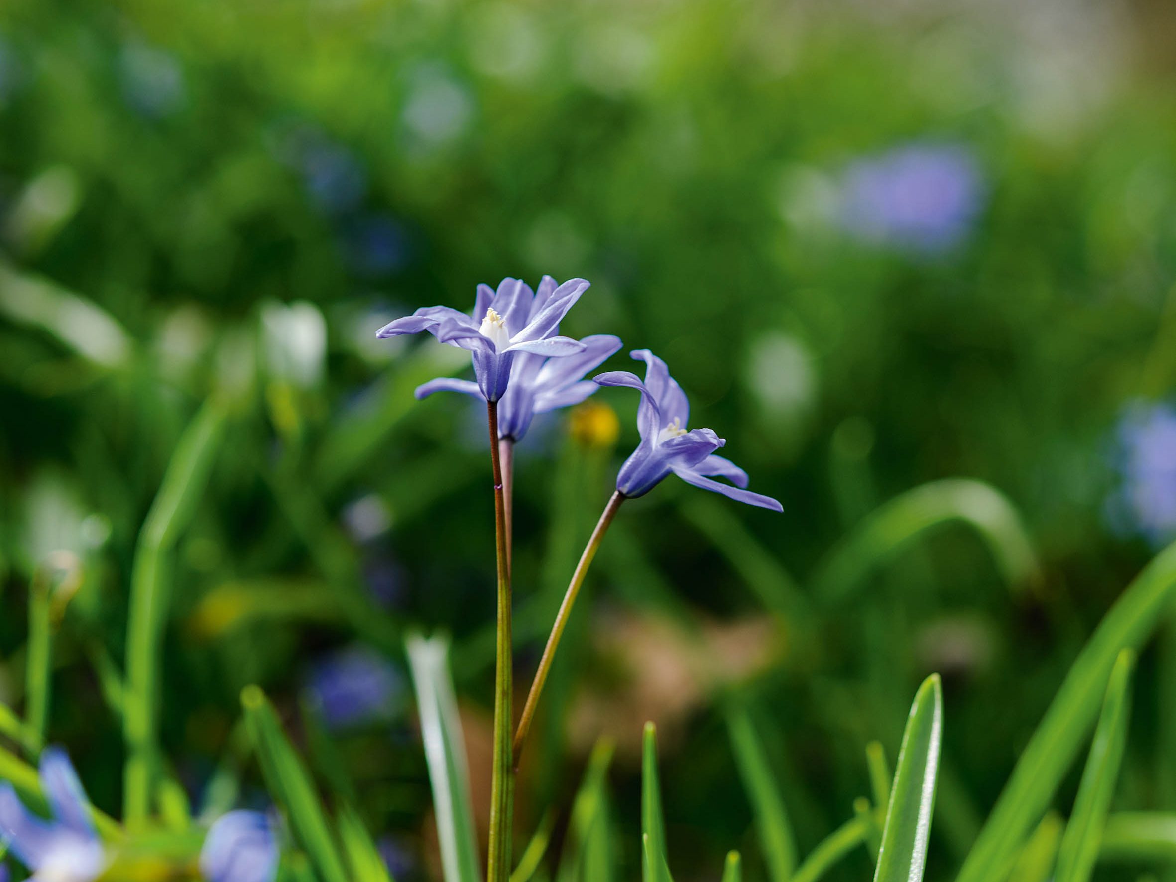 Scilla sardensis