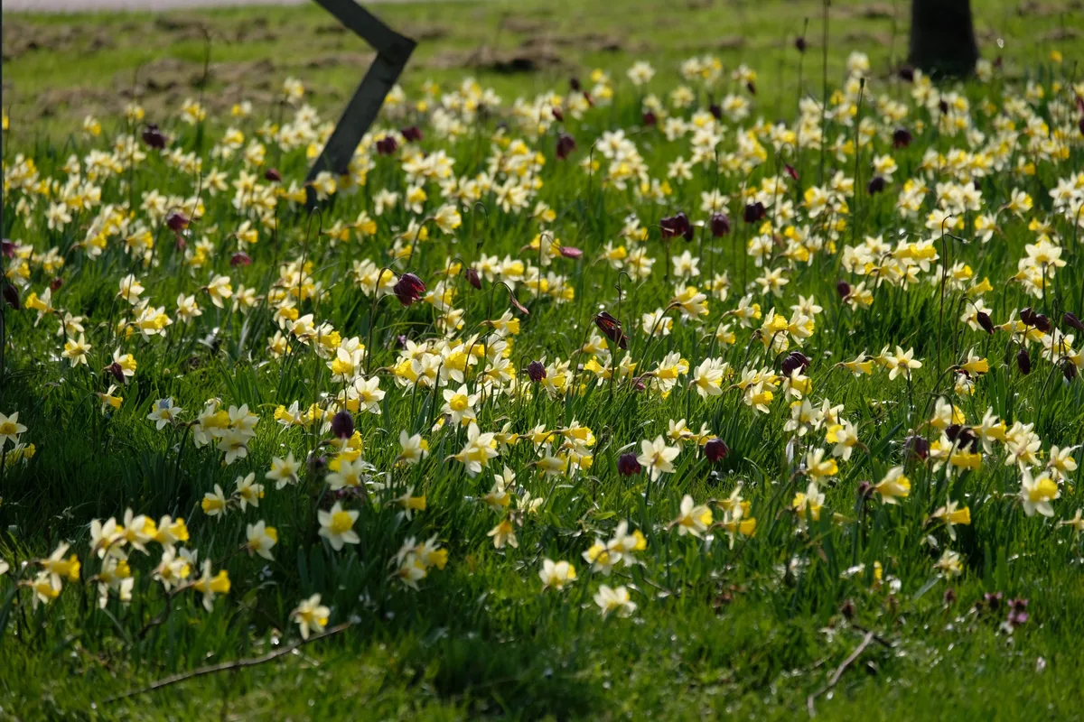 A bulb meadow designed by Carien van Boxtel A bulb meadow designed by Carien van Boxtel