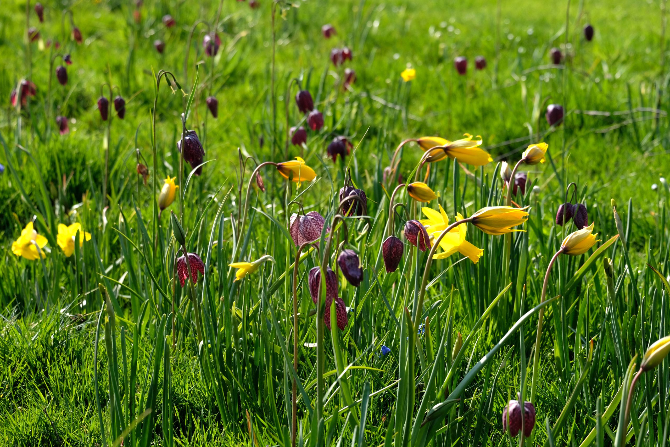 A bulb meadow designed by Carien van Boxtel