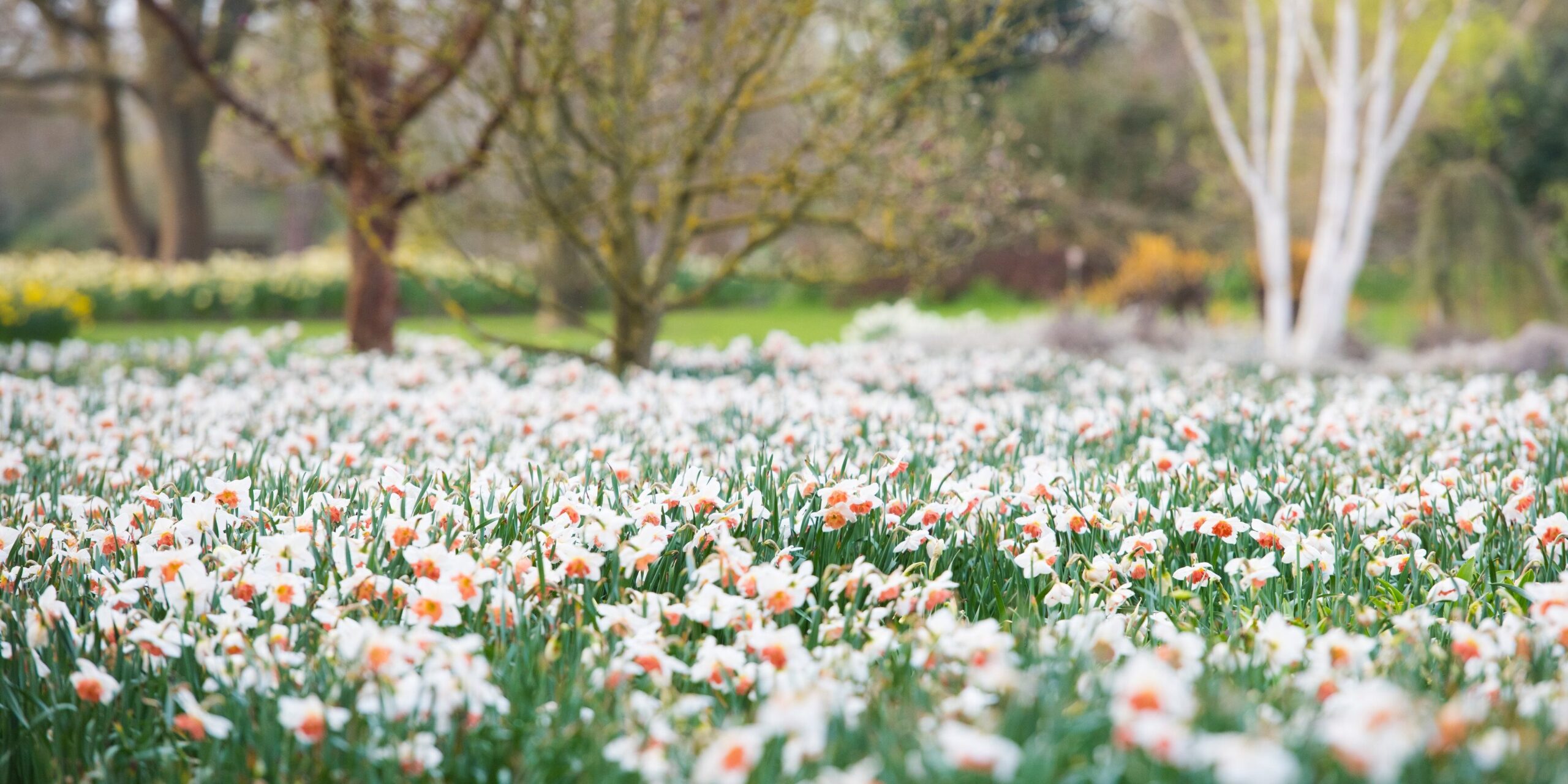 View of meadow of Narcissus  at RHS Garden Wisley. 